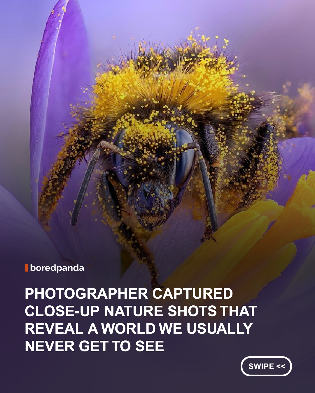 Whether you’re a photography, art, or nature lover, get ready to add some color to your day and discover the tiny wonders of our planet up close.

Dutch photographer Lisette, known on Instagram as 'Photography Liss,' dedicates her work to capturing the smallest details of living creatures. Her photographs reveal vibrant colors, incredible textures, and fascinating features of species we may already know but rarely get the chance to see this closely.

We selected some of our favorite photographs by Liss and arranged them in pairs so you can swipe to discover even more details and zoom in on the tiny features of her subjects. Swipe left and enjoy! #Photography #art #Lisette