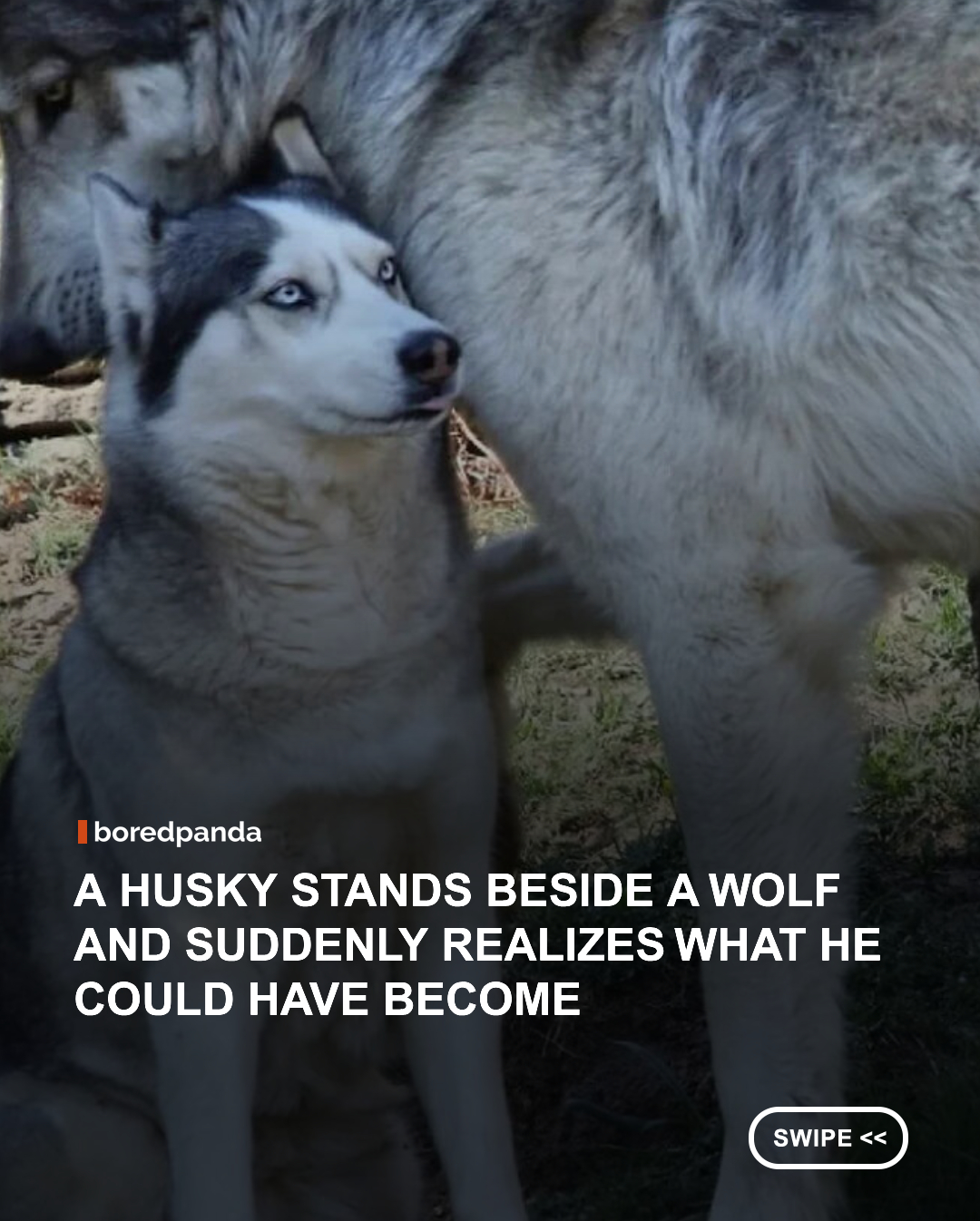 Put a Husky next to a wolf and suddenly the family resemblance becomes impossible to ignore. With their similar coloring, pointed ears, thick coats, and piercing eyes, the two can look surprisingly alike, even though one spends its days chasing squirrels and demanding treats while the other belongs in the wild.

This hilarious side-by-side photo makes the contrast even better. The Husky looks like it's meeting the original, untamed version of itself for the first time, while the wolf seems to be wondering why its smaller cousin has been living indoors and eating kibble.