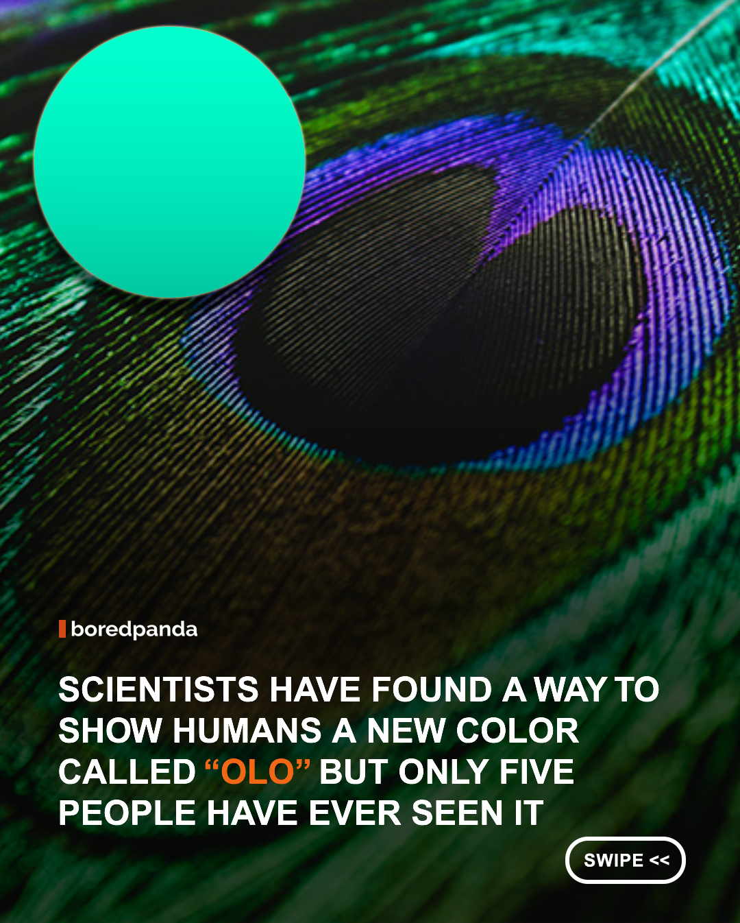 Scientists at UC Berkeley have found a way to make the human eye perceive a color that can't normally be seen in the natural world. They named it “olo,” and only five people had experienced it during the initial experiment.


🔬 Using a specialized system called Oz, researchers precisely targeted laser light at the eye's M-cones, the photoreceptor cells responsible for detecting green light. By stimulating those cells without activating the neighboring cone types, they produced a visual signal that the human eye doesn't naturally receive.


Those who saw olo described it as an extremely saturated blue-green or peacock-green, far more intense than any ordinary green or teal. The color isn't something you can simply display on a phone or paint onto a canvas because it exists outside the normal range of human color perception.


#Olo #newcolor #science 
