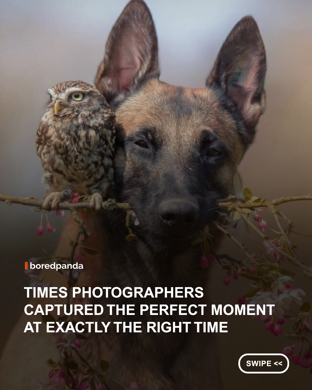 Even though most people now carry a high-quality digital camera in their pocket wherever they go, truly great photography is still surprisingly rare. After all, most of the photos we take are pretty predictable: a plate of food, a quick selfie, or yet another sunset that somehow looks much more dramatic in person. #digitalcamera #photography #Funnyphotography