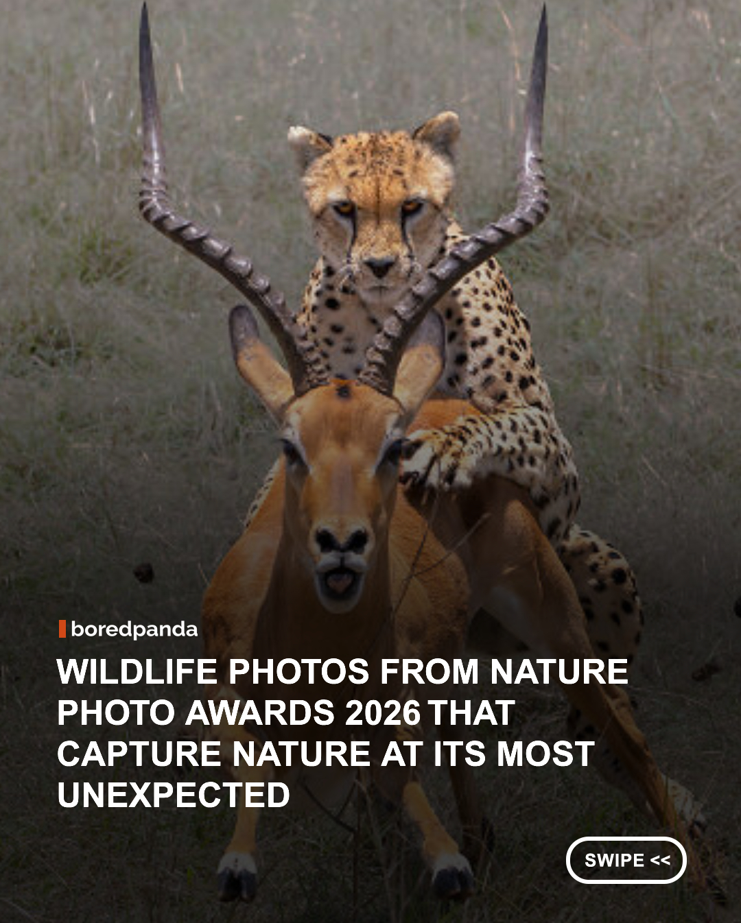  The Nature Photo Awards 2026 is a photography competition dedicated to showcasing the breathtaking beauty, power, and fragility of the natural world. From majestic wildlife and serene landscapes to tiny details and dramatic weather phenomena, the competition celebrates nature through the art of photography while giving photographers from around the world a platform to share their vision. 

We recently covered the full list of winners from the 2026 edition of the contest, so make sure to check out our previous article. Today, however, we decided to bring you even more incredible wildlife images that were featured in the awards and caught the judges’ attention.