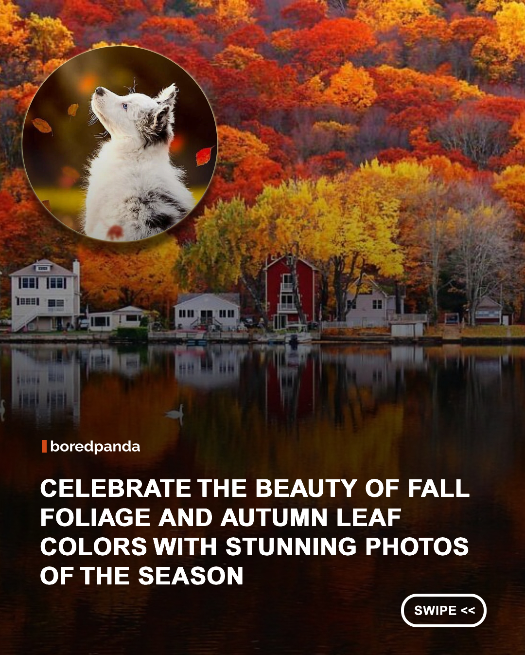 There’s something magical about the world when autumn arrives. 🍂🍁

From golden forests and fiery red trees to quiet roads, lakes, and city parks covered in fallen leaves, these photos capture the incredible beauty of fall foliage from around the world. Every landscape seems to turn into a completely different color palette for a few precious weeks. ✨

Autumn may be fleeting, but it certainly knows how to make an entrance