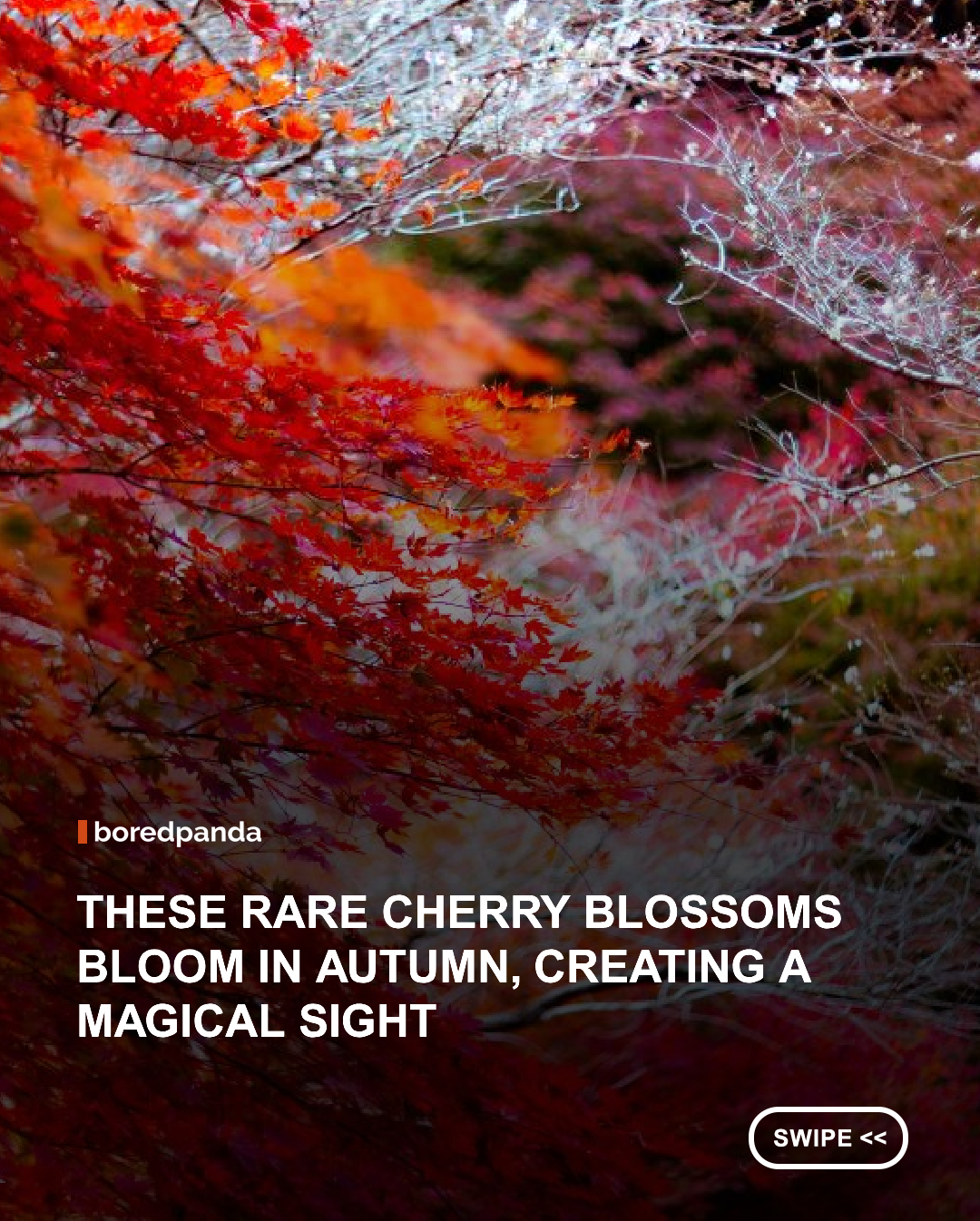 Cherry blossoms blooming in Japanese springs are famous all over the world, but there are very few people who know the cherry blossoms bloom in autumn.

And even many Japanese do not know the autumn cherry blossoms.

Autumn cherry blossoms are said to be "SHIKISAKURA", it is a very rare cherry blossom.

In Toyota-shi, Aichi Prefecture, there are areas where you can appreciate autumn leaves and cherry at the same time.

It is an amazing scene where you can see autumn color and spring color at the same time. #Cherryblossoms #autumn #autumnvibes 
