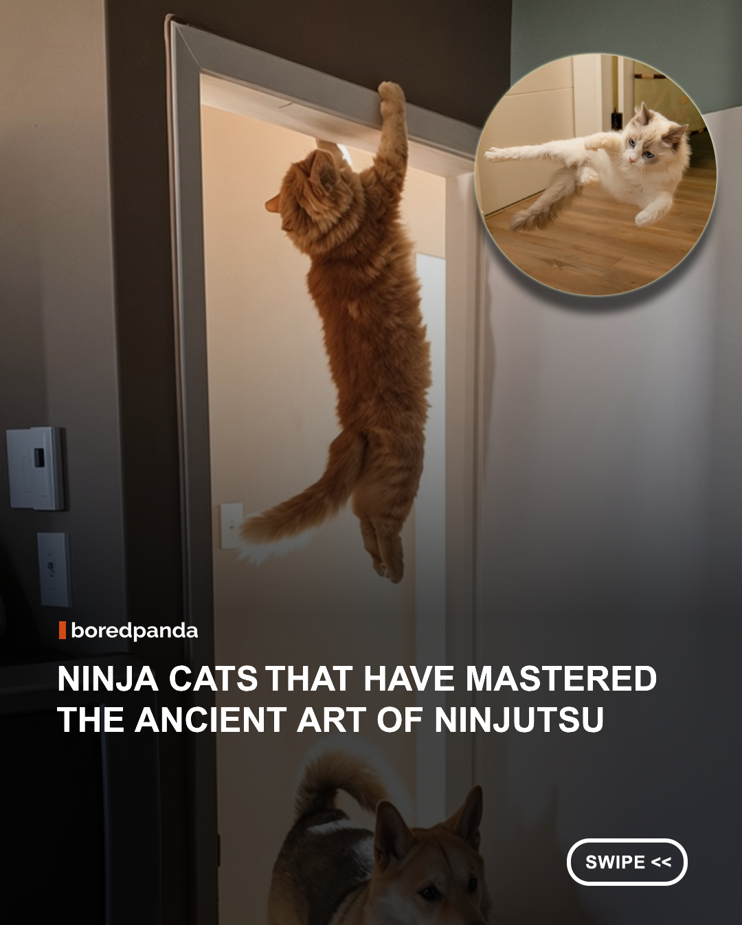 The ancient Japanese martial art of ninjutsu may now lie forgotten by many, but modern cats still carry the torch of the ninja, as their ability to hide in unexpected places and scratch people is unparalleled.

If you have a picture of a cat that clearly has some stealthy and vicious ninja blood in its veins, we'd love to see it in the comments – bonus points if the little warrior is your faithful servant! 

#Cats #funny #funnycats #ninjacat
