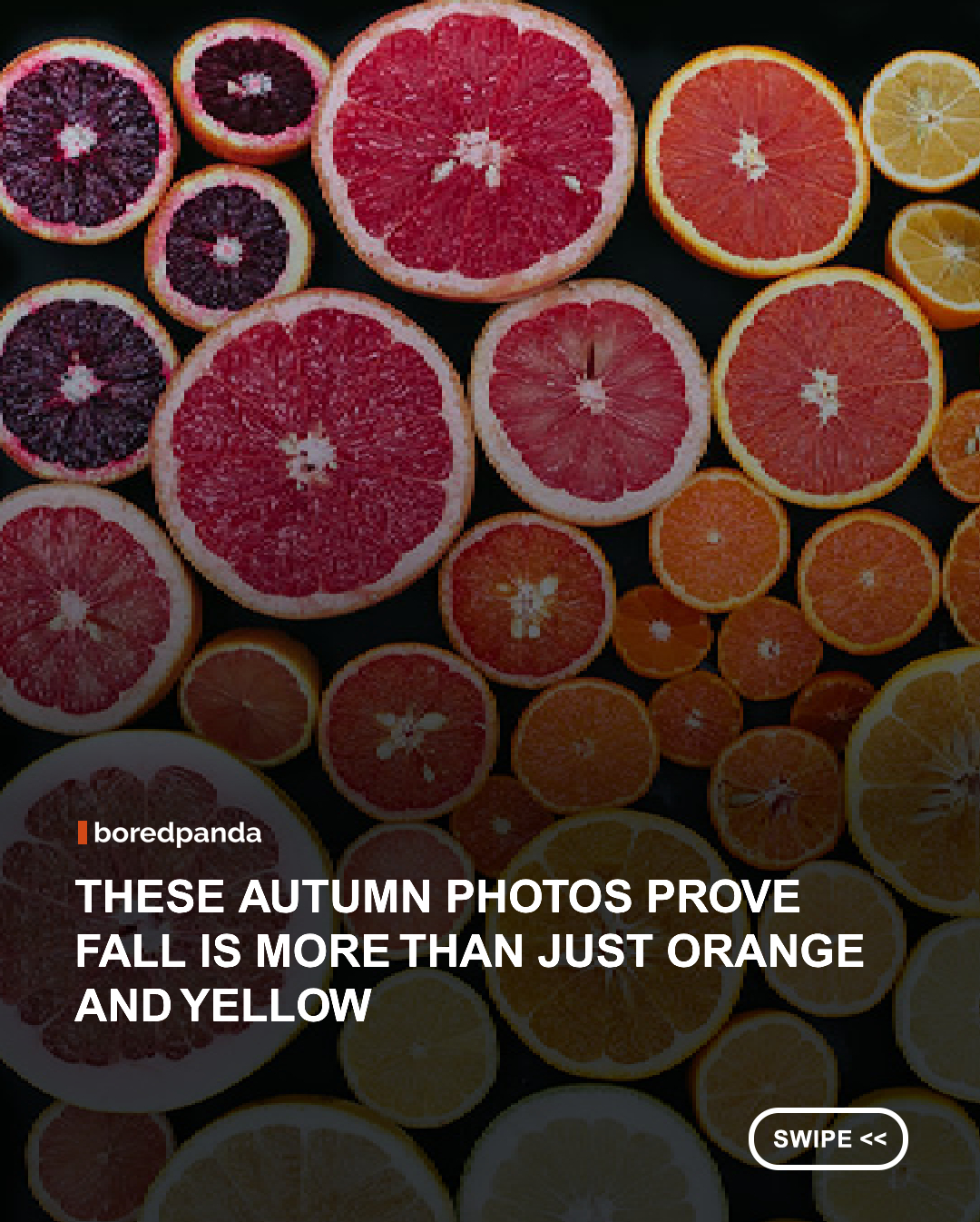 Autumn doesn’t exactly believe in subtlety. 🍂🌈

From fiery red and golden yellow leaves to colorful forests, fruits, vegetables, and unexpected bursts of color, these photos capture the incredible spectrum that appears as the season takes over. Every corner seems to come with its own little rainbow. 🍁✨

Nature really went all out with the fall color palette, and honestly, we’re not complaining.