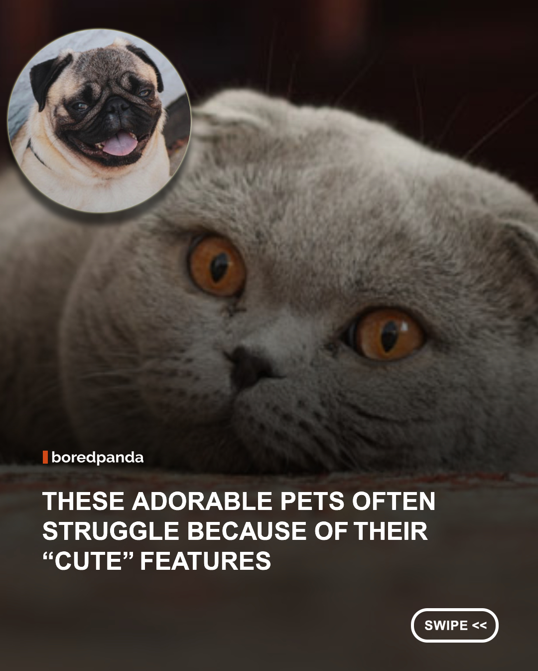 They may look adorable, but some of the cutest pets can face serious struggles because of the features people find so lovable. 🐶🐱💔

From flat-faced cats and dogs to Scottish Folds and Munchkin cats, these breeds can experience health problems linked to the physical traits people often consider “cute.” The issue raises an important question about how far we should go when breeding animals for a certain appearance.

Behind those big eyes, tiny legs, and unique features are real animals who deserve to be healthy and comfortable, not just adorable. 🐾❤️