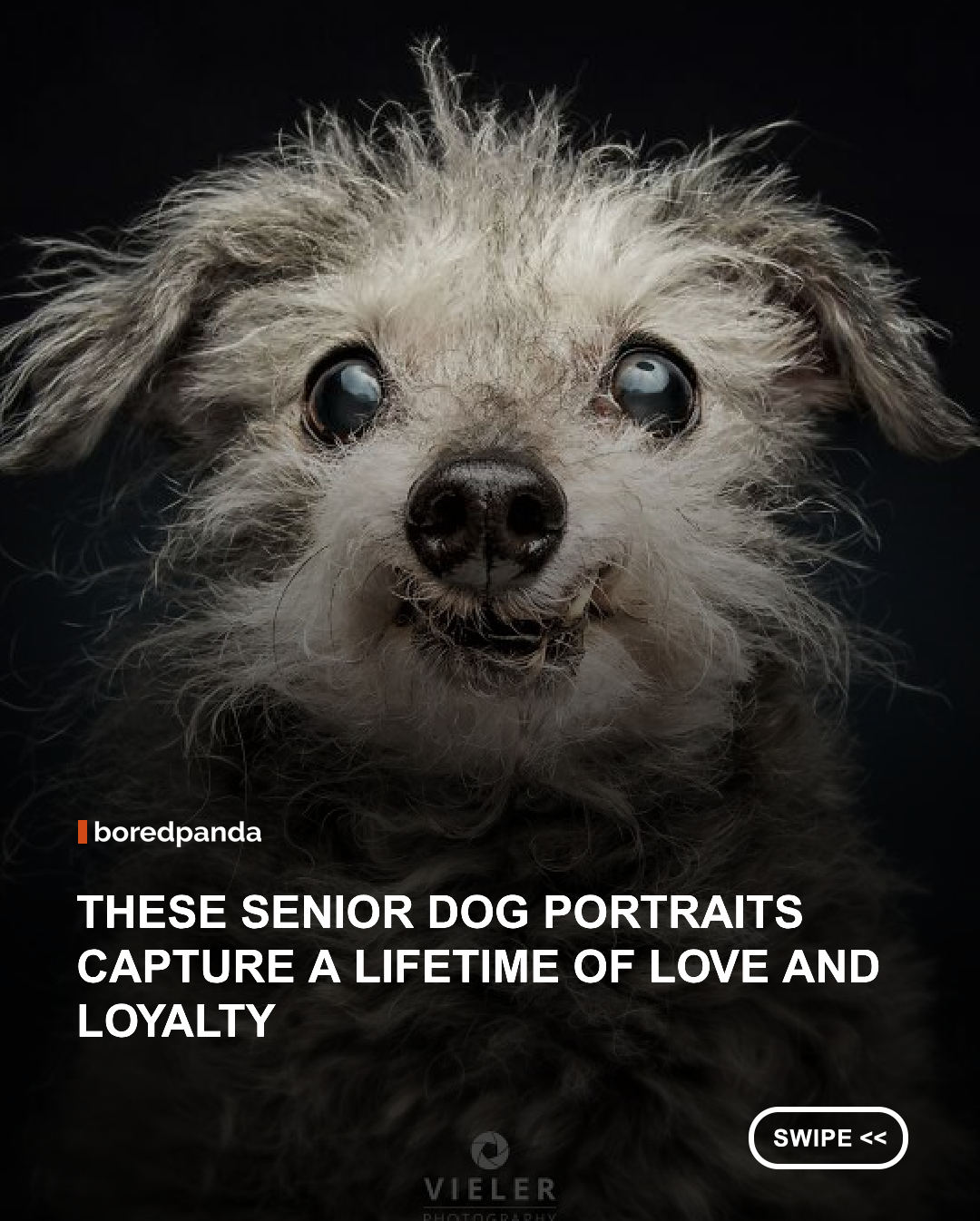 There’s something especially expressive about a senior dog’s face. Gray muzzles, softened features, and a few signs of age may reveal the years behind them, but they also make every portrait feel as though there is an entire lifetime of stories hiding just beneath the surface.

German photographer Christian Vieler brings those personalities to the forefront. His portraits don’t treat age as something to hide or soften. Instead, they celebrate the character that comes with it, capturing everything from gentle expressions and curious glances to the wonderfully goofy quirks that make each dog unmistakably their own. Bored Panda has previously shared two collections of Vieler’s senior dog portraits, and today we’re returning with another. This latest selection once again shows just how much personality can fit into a single frame, and why a silver muzzle can make an already lovable face even harder to resist. #SeniorDogs #SeniorDog #DogPhotography #DogPortraits #DogLovers