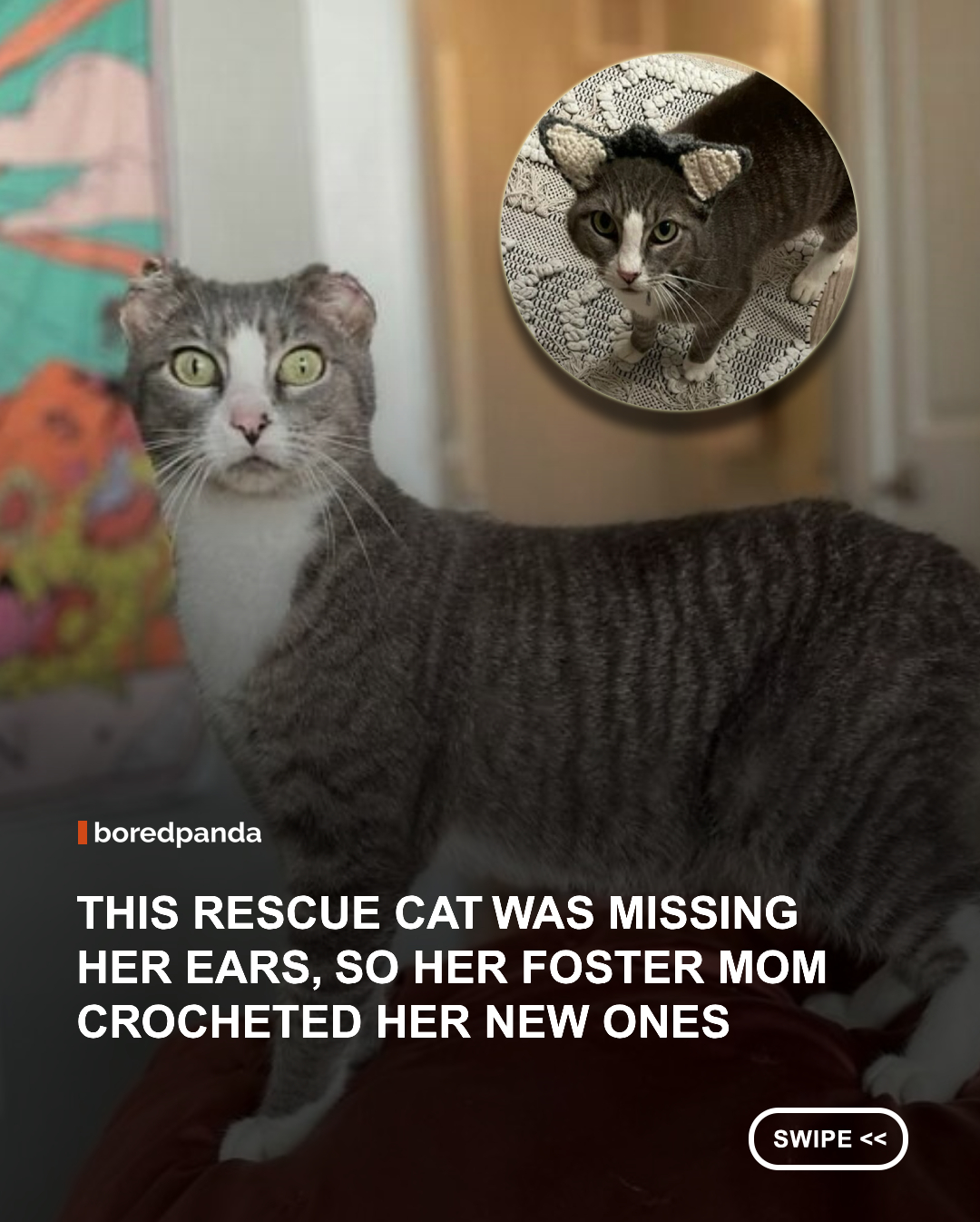 Sweet Pea had already been through more than any cat should, but one very thoughtful foster mom made sure she knew she was still special. 🥹🐱❤️



When Best Friends Animal Society rescued Sweet Pea from a parking lot in Arkansas, she had suffered a horrific injury and was missing her ears. Despite everything she had been through, she remained incredibly sweet and quickly trusted her new foster mom, Erin Parker.



Erin didn’t want Sweet Pea to feel different from other cats, so she came up with a wonderfully creative idea. She asked her crafty girlfriend, Chloe, to crochet a tiny pair of ears for Sweet Pea. The result was so adorable that the rescue shared her photo online, where people quickly fell in love with her.
📸:  Best Friends NWA
#Animals #RescueCats #AdoptDontShop #CatRescue  