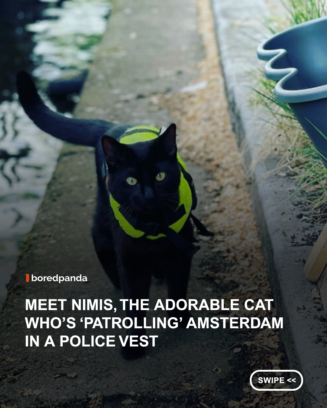 The cutest police officer is leaving people smiling, snapping photos, and asking if he’s really on duty.



His name is Nimis, and he’s a local celebrity in Amsterdam.



Nimis is a black cat adopted by a couple who live on a houseboat. To keep him safe while he makes his daily “patrols,” they got him a bright yellow life vest—making him look just like a little officer on duty. Not long after, he even got a matching police patch that keeps people guessing: is he the real deal?



Swipe and see for yourself.



#Animals #Cats #Nimis 