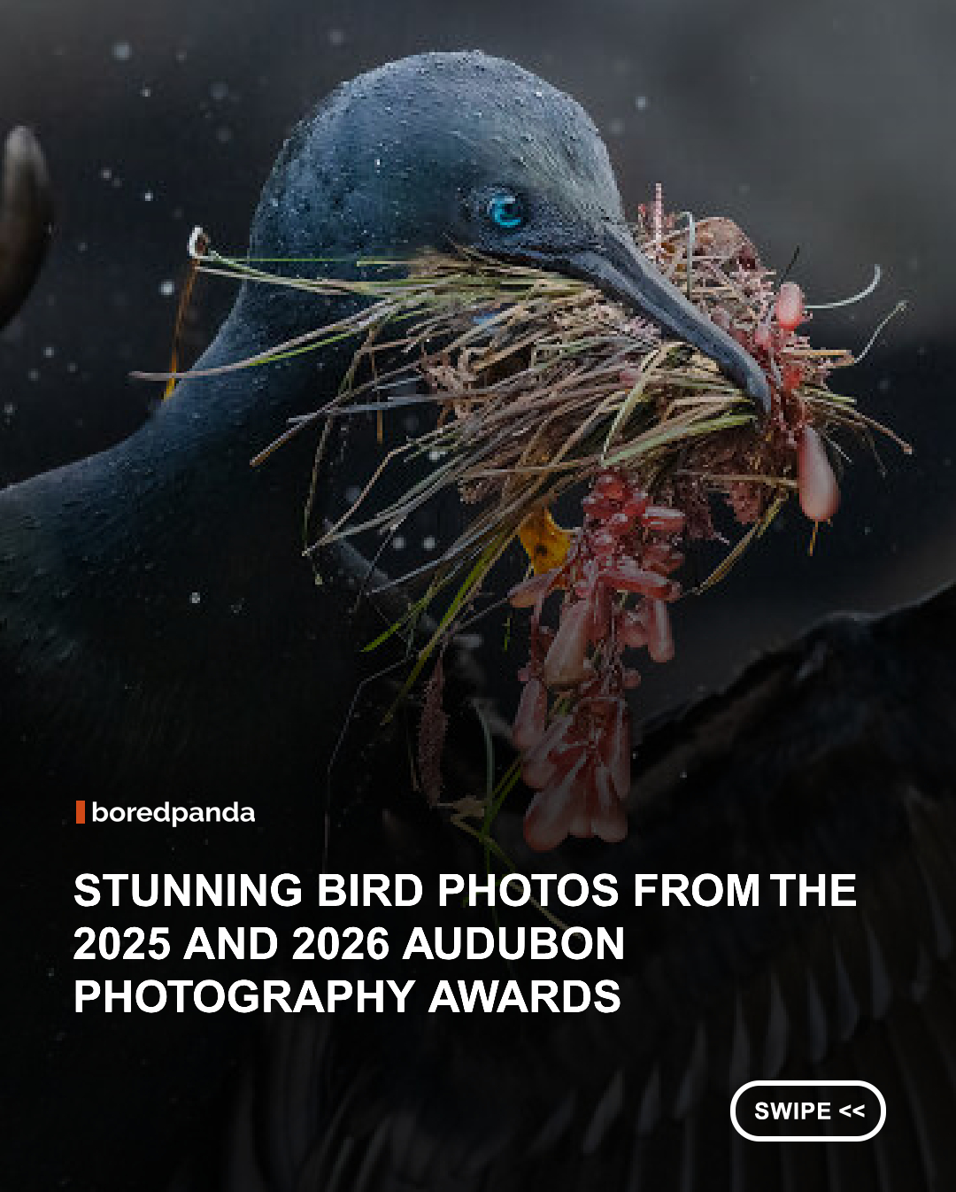 Photographing birds is no easy task. They can be unpredictable, constantly on the move, and often disappear just as quickly as they appear. Capturing a truly remarkable image takes patience, timing, and sometimes a little luck.

That’s part of what makes the images featured in the Audubon Photography Awards so impressive. Now in its 17th year, the competition celebrates photographers and videographers who capture the beauty and behavior of birds while highlighting the habitats and environments they depend on. The 2025 and 2026 editions also mark an important expansion, with photographers from Chile and Colombia joining those from the U.S. and Canada.

Explore the winners and honorable mentions of the 2025 and 2026 Audubon Photography Awards, and discover more about the competition and how it supports the mission of the National Audubon Society. #Photography #Birds #Nature #Audubon