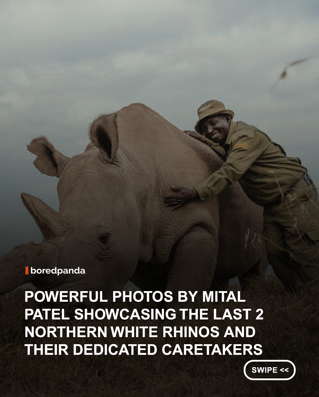 There are only two northern white rhinos left on Earth. Both are female. Fatu and Najin live at Ol Pejeta Conservancy in Kenya, where a dedicated team of rangers and caretakers looks after them every day.

American photographer Mital Patel’s series The Caretakers, winner of All About Photo’s September 2026 Solo Exhibition competition, offers an intimate look at this extraordinary place and the people who have made caring for these animals part of their daily lives.

Fatu and Najin cannot simply be returned to the wild. They have never known it. Instead, they live within the conservancy, protected by rangers who have spent years learning their habits and moods, understanding their different behaviors and recognizing the sounds that matter.