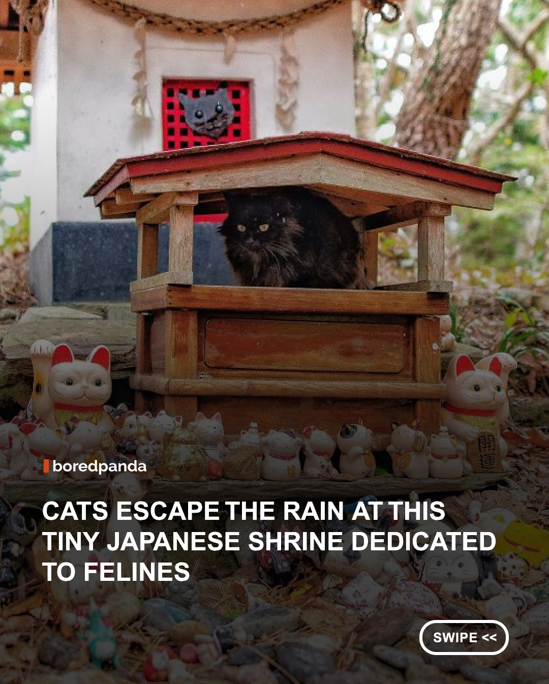When the rain starts falling on Japan’s “Cat Island,” some local cats know exactly where to go.



The cats have been spotted taking shelter beneath the roof of Miyori Daimyojin, also known as Neko Jinja, a small Shinto shrine dedicated to cats on Tashirojima Island in Ishinomaki, Miyagi Prefecture. Surrounded by maneki-neko figures, the shrine offers the perfect little refuge from rainy weather.



The shrine has a special history. According to local legend, fishermen believed cats were good omens and would bring good fortune and successful catches. After a cat was accidentally killed by a fisherman, the shrine was built to honor it. Today, cats continue to wander around the island and occasionally curl up beneath the shrine when they need somewhere dry.



Considering this is a shrine dedicated to cats, perhaps these little visitors aren’t exactly trespassing. They may simply be checking in on their ancestral headquarters. 



#Animals #Japan #Cats #Tashirojima  