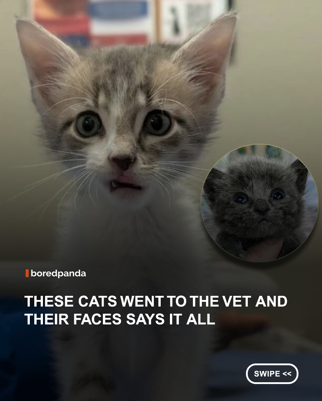 Vet visits can bring out a very particular side of cats. Some freeze in complete disbelief, others immediately start plotting their escape, and a few seem perfectly content to accept the attention, as long as they’re sufficiently pampered.

The adorable patients in this list were photographed during visits to Firehouse Animal Health Centers, a veterinary group in Central Texas. The practice aims to make appointments less stressful by tailoring visits to individual pets and giving cats separate exam rooms, kennels, and treatment areas. Judging by the photos shared on Firehouse’s Instagram page, those visits also produce plenty of wonderfully expressive feline moments. From wide-eyed kittens taking in unfamiliar surroundings to seasoned patients serving the camera with deeply unimpressed stares, every cat seems to have its own strategy for getting through a checkup. 📸: @firehouseanimal