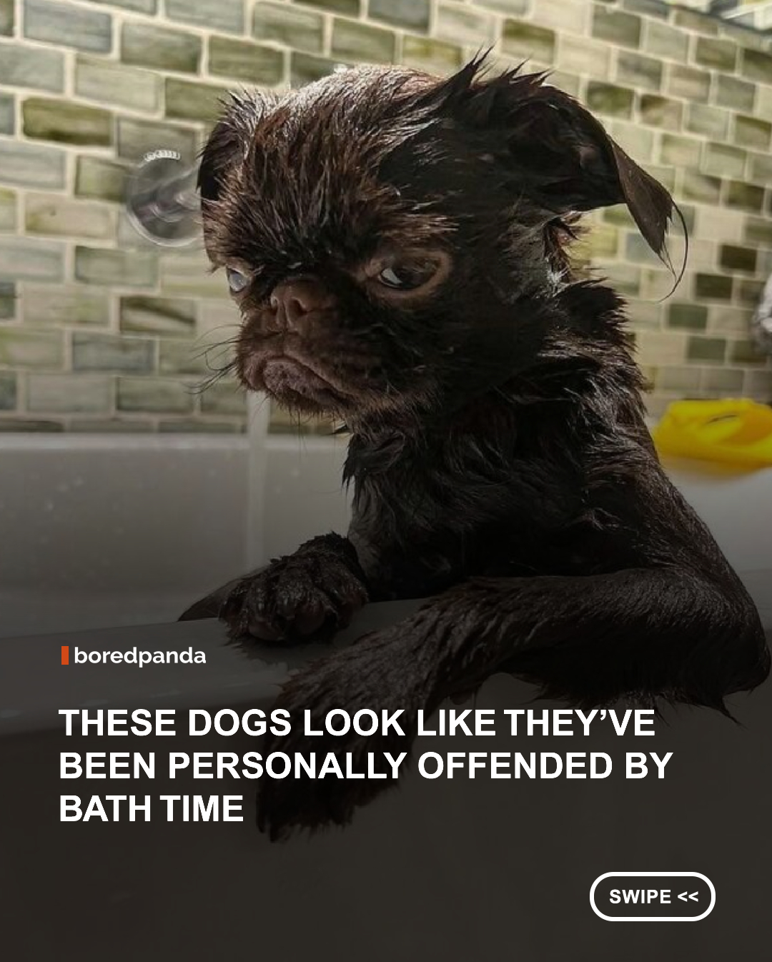 There are few things capable of making a perfectly confident dog look quite as betrayed as bath time. One minute they are happily going about their day, and the next they are soaked from head to paw, wondering how the humans they trusted could have let this ‘tragedy’ happen. And the hugely popular page ‘WeRateDogs’ has been sharing some of the funniest and cutest photos of pups before, during, and after their baths for years now.

📸: weratedogs

