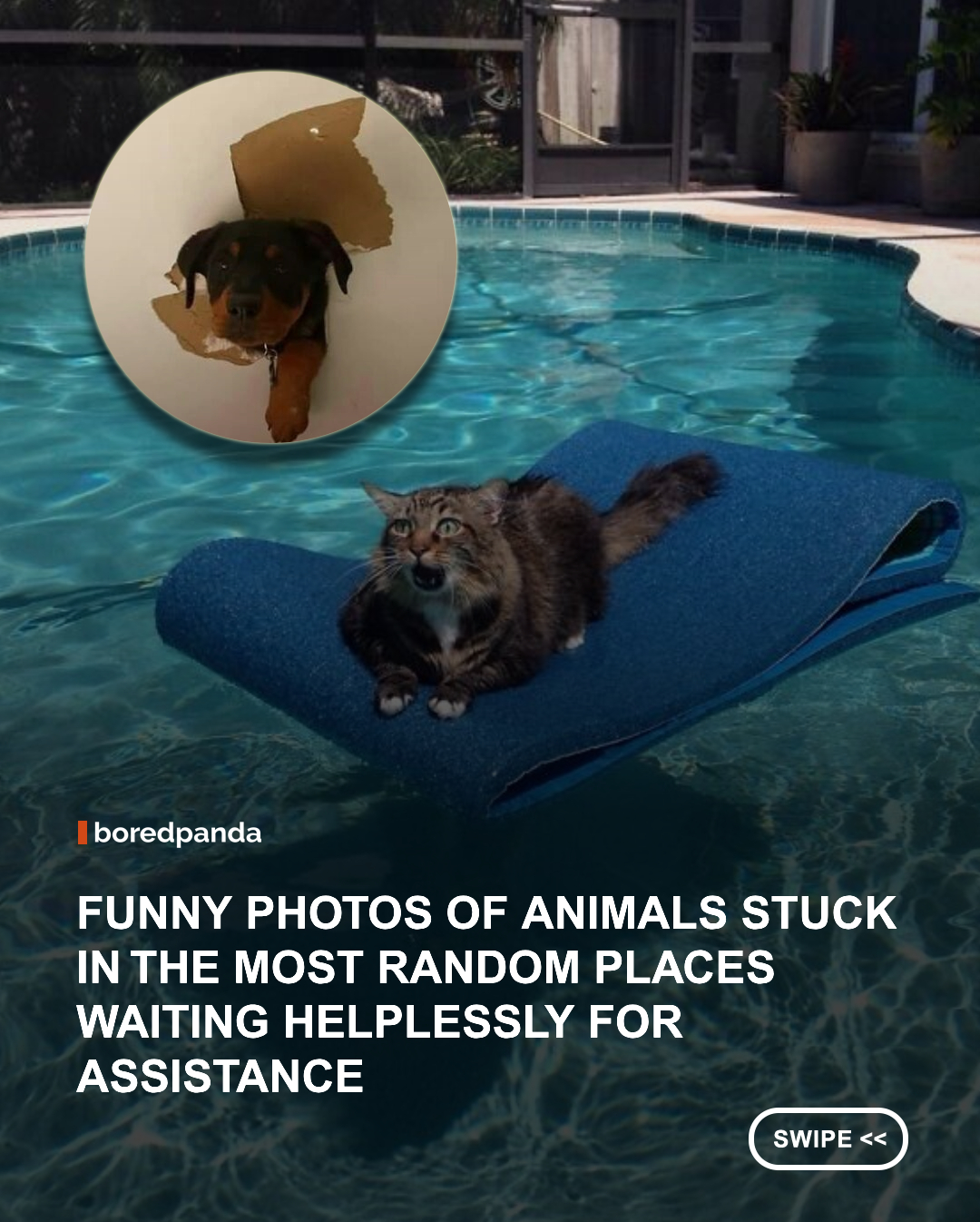 Animals can be surprisingly clever. They can communicate in complex ways, find their way across huge distances and pick up on sounds or smells that humans barely notice. With abilities like that, you’d think they’d be pretty good at staying out of trouble.