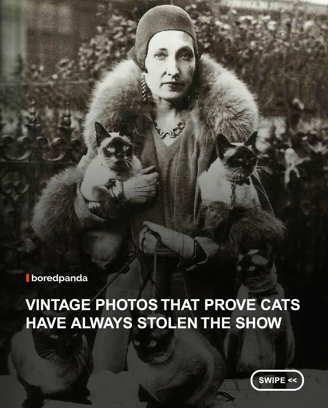 Long before cats became internet celebrities, they were already stealing the spotlight in photographs.



This collection takes a trip through old family albums and historical archives, uncovering charming snapshots of cats from different eras and showing just how much they’ve been part of our lives over the decades.



From everyday moments to unforgettable poses, these vintage photos are a reminder that cats have always known how to get attention. Some things, apparently, never change.



#Cats #Vintage #History