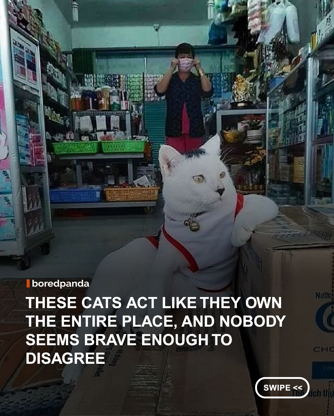 A bodega cat is a feline that inhabits, you guessed it, a bodega. It's what New Yorkers call their convenience stores or delis.

And these furballs aren't just judging the buyers and their purchasing choices. No, no, they also provide comfort to workers after they endure clients from hell and can even carry out pest control missions, managing or preventing rodent infestations.