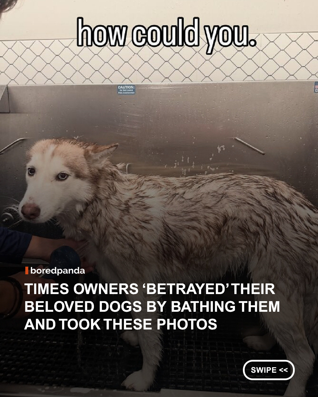 How could you?! Your beloved doggo trusted you, and yet here you are, shamelessly ‘betraying’ them! There’s one thing that’s almost guaranteed to make your day, and that’s a collection of wholesome photos of animals. Don’t worry, we’ve got you covered.