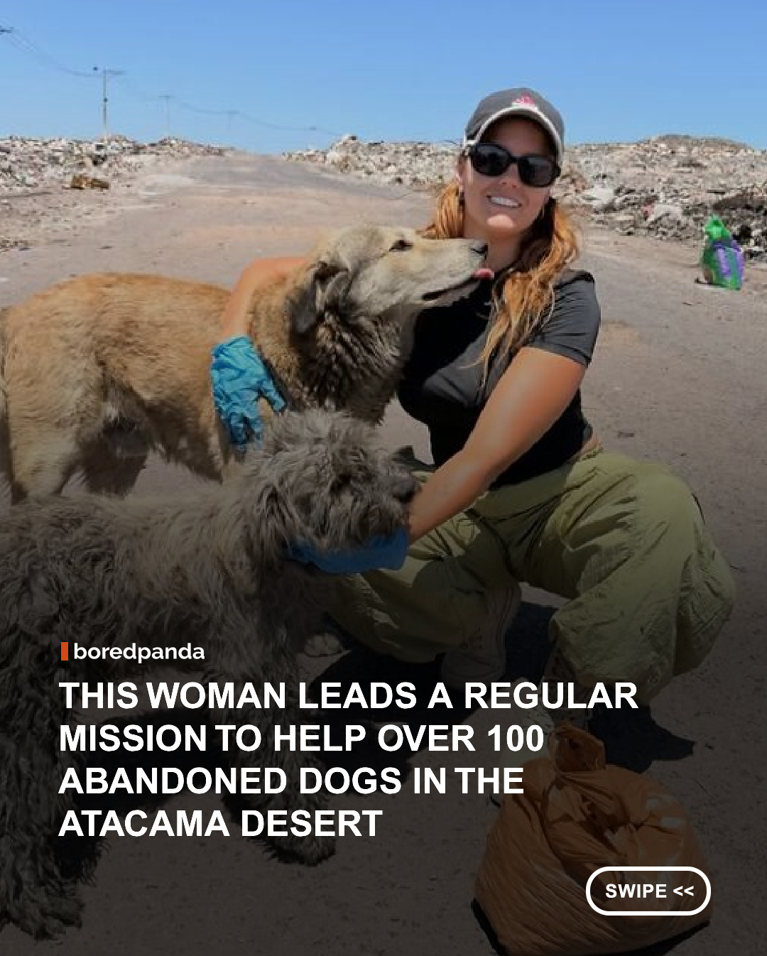 More than 100 abandoned dogs are struggling to survive among mountains of garbage in Chile’s Atacama Desert, one of the driest places on Earth.



Animal rescuer Florencia Butti and the volunteers of Luz Canina regularly return to the dumping ground with food, clean water, and medical supplies. Some dogs were born there, while others were abandoned and left to fend for themselves among broken glass, rubble, burning rubbish, and discarded food.



But feeding them is only part of the challenge. With new dogs constantly arriving and puppies being born, the rescue team is also working to sterilize the animals, find foster homes, and eventually give them permanent families.



What started with one rescued puppy grew into a mission to help an entire community of dogs. Until the day they no longer need to return to the desert, Florencia and her team keep showing up.

📸: @popibutti

#Animals #Wholesome #animalrescue #dogs