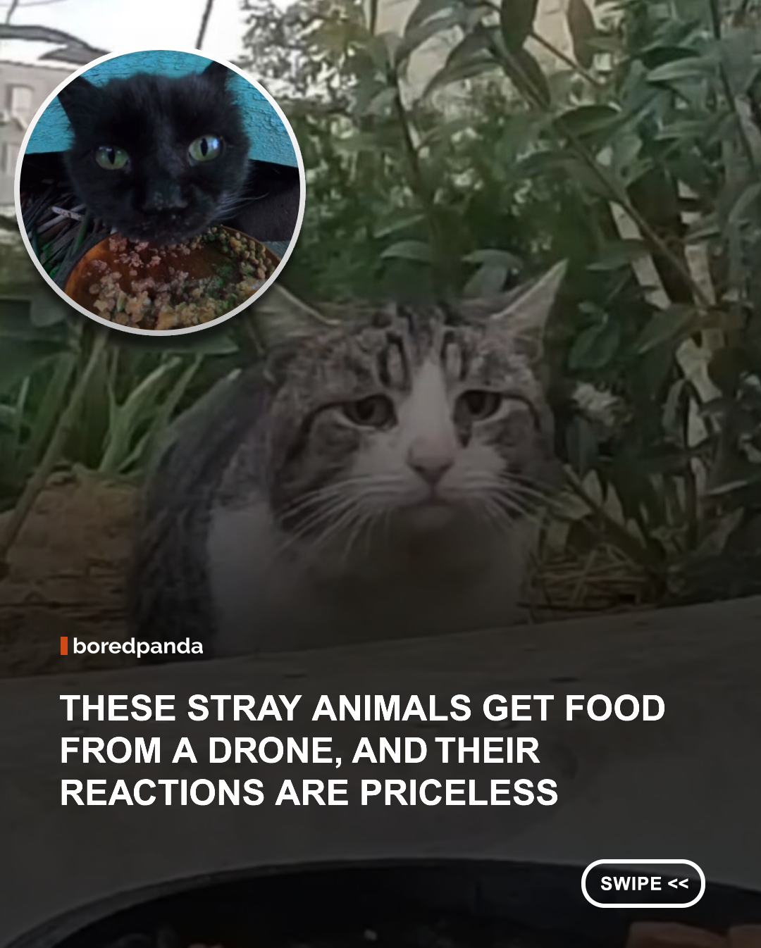 Helping stray animals is already a kind gesture on its own, but 'Prohor.tv' takes it a step further in a surprisingly creative way. Using a drone and a small remote-controlled car, he delivers food to stray cats, dogs, and other hungry animals that are often hidden or difficult to reach.

The idea is simple, yet incredibly moving. A tiny vehicle arrives carrying food, and at first the animals keep their distance. But slowly, curiosity takes over, and fear begins to turn into trust. Some moments are playful and lighthearted, others feel genuinely emotional, but all of them highlight how small acts of care can make a real difference.