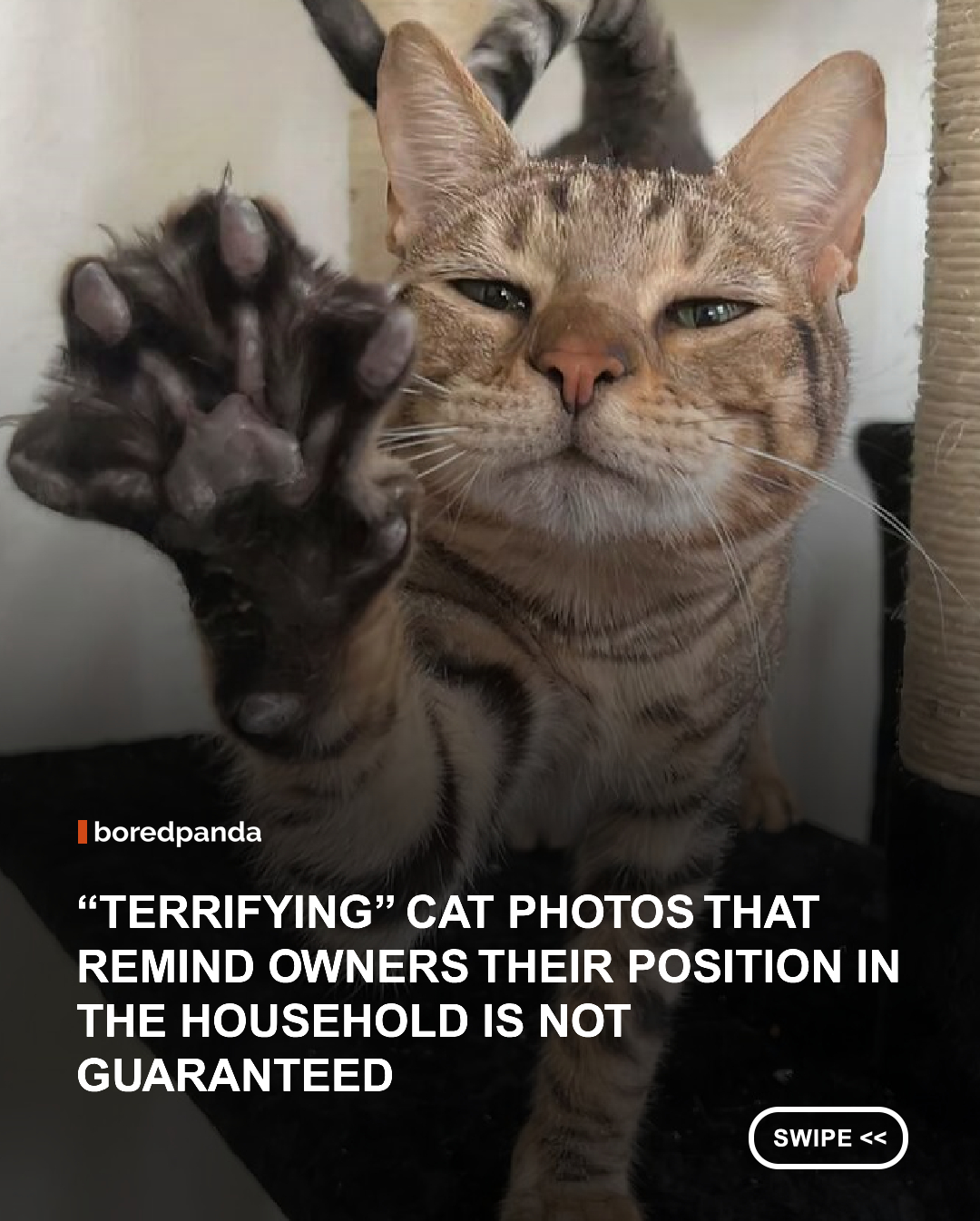 You are sitting peacefully, minding your business, and then a small paw reaches out and taps you with the gentlest extension of what is technically a weapon. Congratulations, you are a cat owner. When the claws come out, you know it is not in aggression, but just the casual way of a creature that has never once considered your feelings and is not about to start. It is, inexplicably, the cutest thing that has ever happened to you.