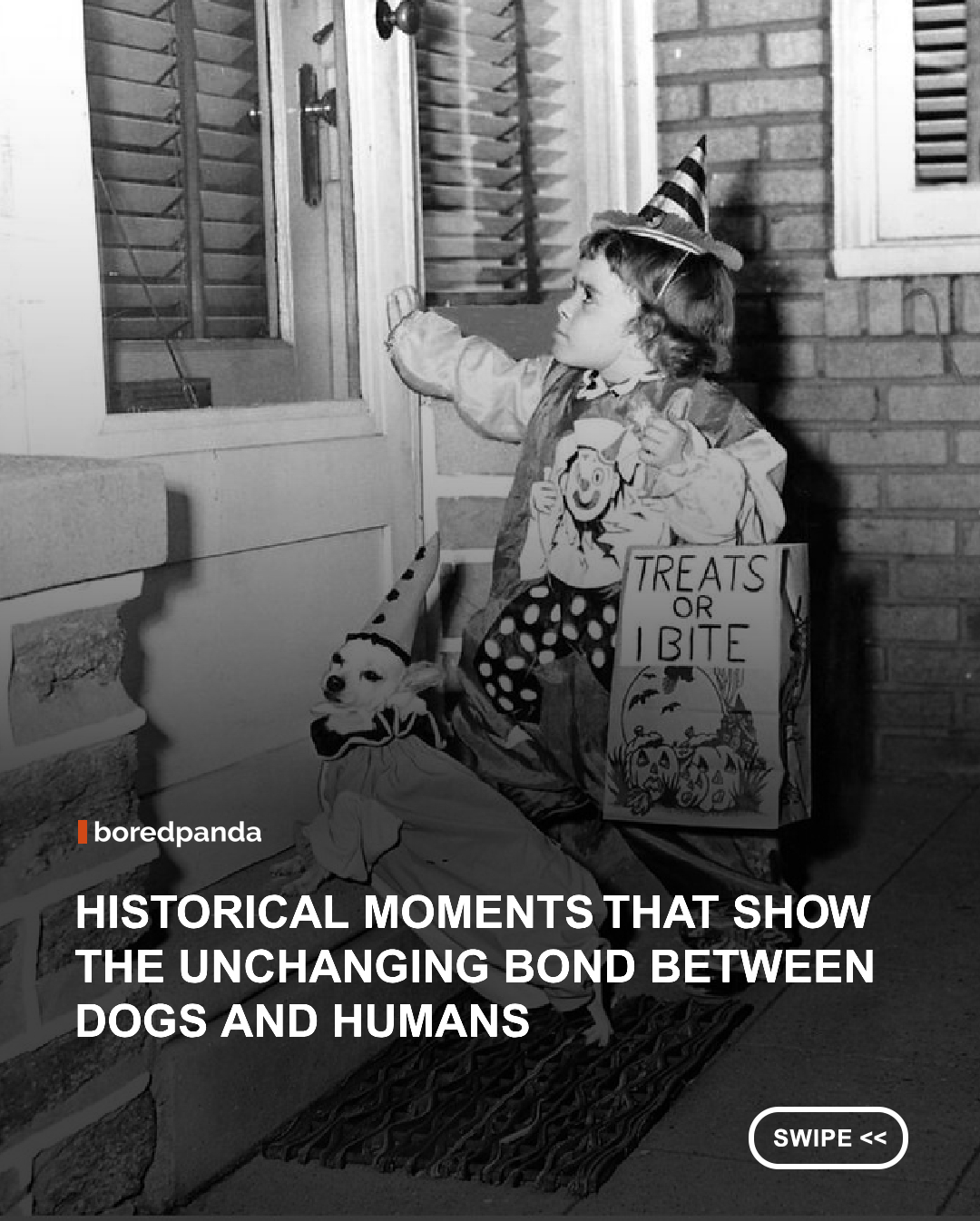 the bond between humans and dogs didn’t start recently; it goes back at least 15,000 years, long before cities, before written history, before most of what we call “modern life.” And yet, when you look at old photographs of dogs and their owners, that distance disappears. A dog leaning into someone’s leg, a person resting a hand without thinking—it’s instantly familiar, like something you’ve seen a hundred times before.