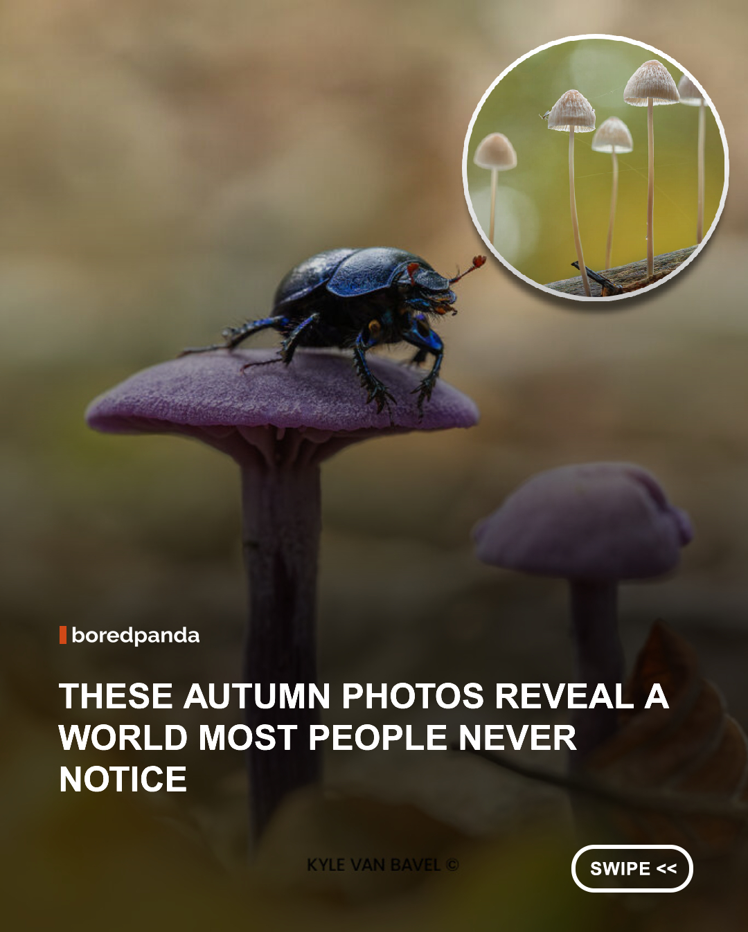 Autumn looks completely different when you stop and look a little closer.

Photographer Kyle van Bavel @kylevanbavel captures the tiny world hiding beneath our feet, from delicate mushrooms and colorful leaves to tiny insects tucked among the forest floor. His macro photography turns these easily overlooked details into miniature landscapes full of texture, color, and unexpected beauty.