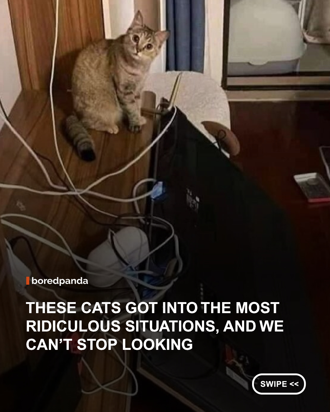 These cats prove that even the most ordinary moments can become completely photo-worthy. 🐱



From sleeping in impossible positions and squeezing into boxes that are clearly too small to making unexpected friends and getting into situations nobody can explain.