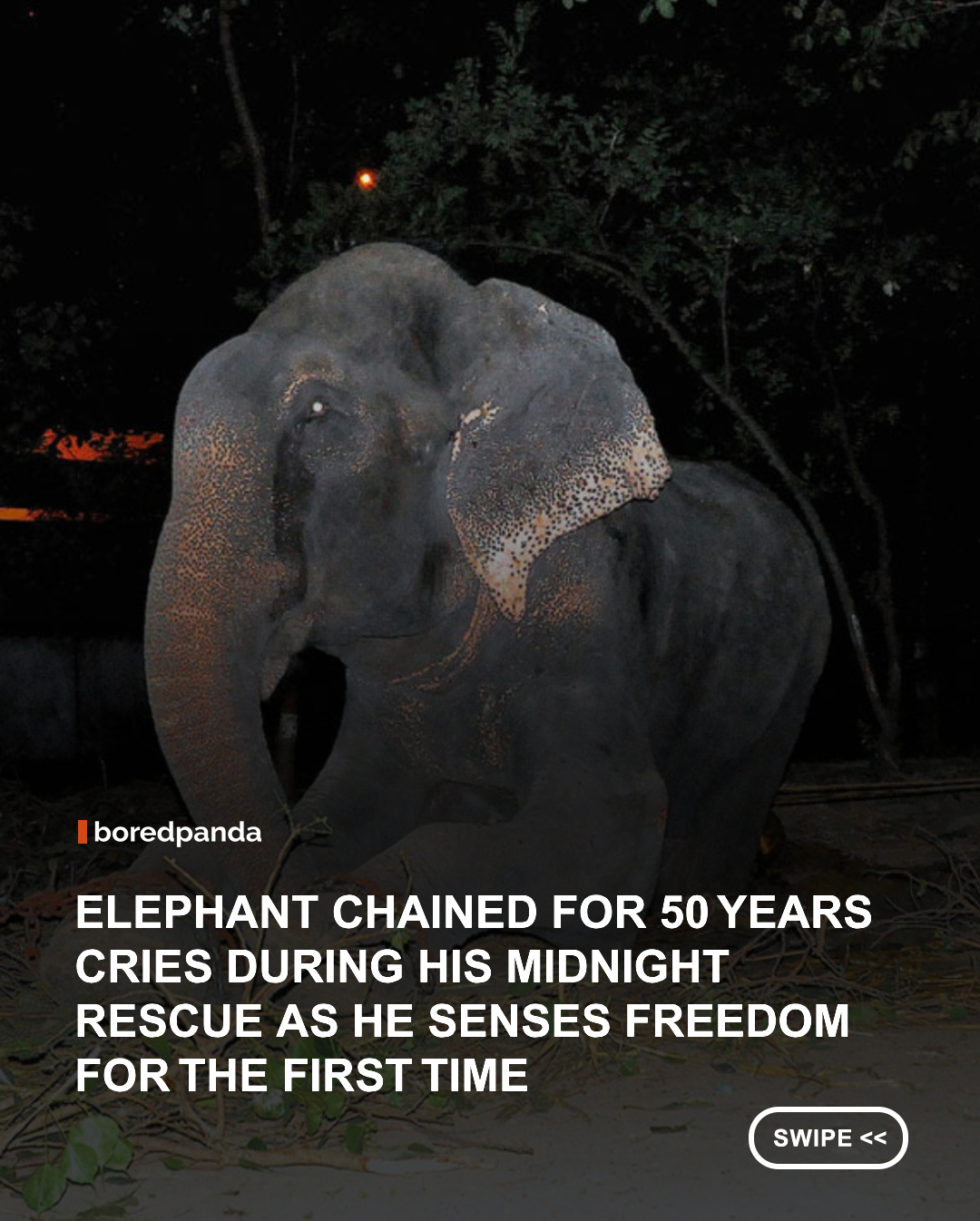 For 50 years, Raju the elephant was chained day and night, forced to beg on India's streets while his owner pocketed the money tourists gave him, sometimes with nothing to eat but plastic and paper. When Wildlife SOS finally arrived for a midnight rescue, his owner tried to stop them by tightening Raju's chains and shouting to scare them off, but the rescuers held their ground.

It took 45 minutes to cut through the shackles wrapped so tightly around his legs. As they worked, tears rolled down Raju's face. "We knew in our hearts he realised he was being freed," said rescuer Pooja Binepal. "He felt hope for the first time," added fellow rescuer Kartick.

After the 350-mile journey to Wildlife SOS's Elephant Conservation and Care Centre, an exhausted Raju took his first free steps just after midnight. Five decades of suffering ended in a single night, and the elephant who once wept in chains is now free to simply be an elephant.