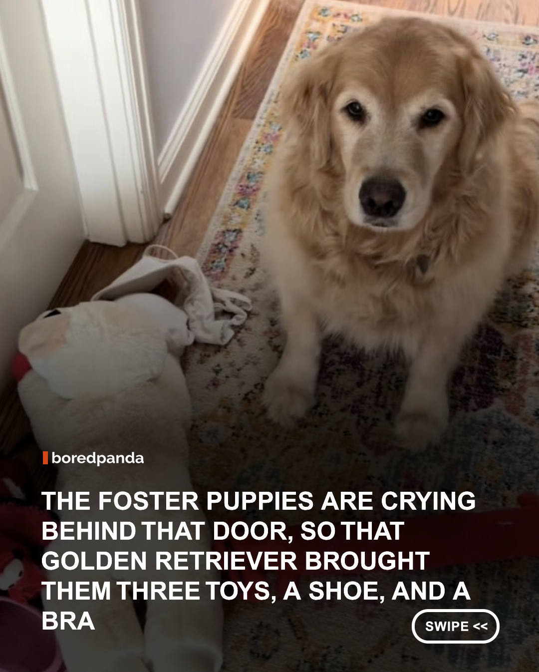 When these foster puppies started yipping behind a closed door, Daisy the Golden Retriever decided they needed a little comfort. 🥹🐶

Daisy’s human has fostered more than 200 puppies, but this time, the experienced rescue dog took over the nanny duties herself. She showed up at the door carrying three stuffed toys, a shoe, and even a bra, apparently determined to make sure the little ones had everything they needed to feel safe.

The toys were an obvious choice, but the shoe and bra had a sweet purpose too. Items carrying their owner’s scent can be comforting, so Daisy may have been sharing some of the things that make her feel secure with the puppies.

The puppies were safe and comfortable in their playpen and were simply yipping because they could hear their foster mom nearby. Still, Daisy stayed by the door, doing what she could to reassure them.

Sometimes, you really do have to wonder how dogs manage to be this unbelievably sweet. ❤️