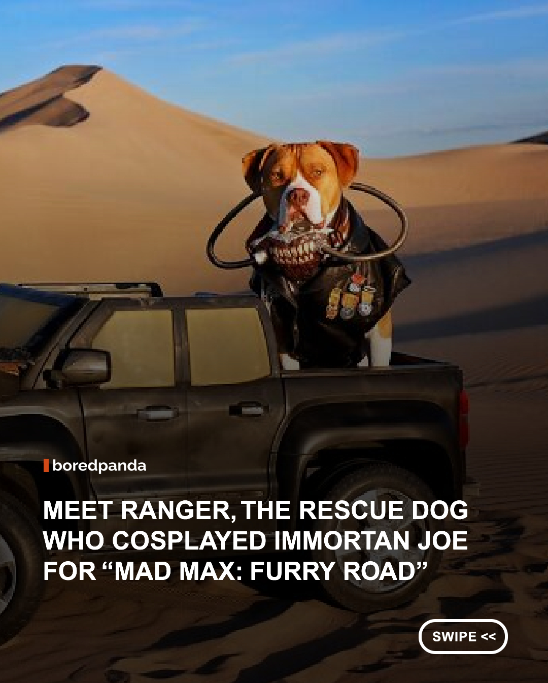 Meet Ranger, the rescue dog who went from shelter pup to ruler of the wasteland. 🐶💀



Idaho-based pet photographer Laura Merikay transformed her three-year-old rescue dog into a canine version of Immortan Joe from Mad Max: Fury Road for a project she called “Mad Max: Furry Road.” A longtime fan of the movie, Laura spent several months creating the costume, handmade props, and a post-apocalyptic vehicle for the photoshoot.



She even transformed a broken kids’ car into Ranger’s very own “war rig,” complete with skull decorations and other homemade details. Once everything was ready, they headed to nearby sand dunes for the ultimate wasteland photoshoot.



Ranger apparently took his new role very seriously, posing in costume, exploring the dunes, and even demanding more rides in his tiny 4×4. From rescue dog to terrifying movie villain, he somehow makes the whole thing look completely convincing.



Honestly, Immortan Joe never looked this adorable. 😂



#MadMAx #Animals #dogs #funny