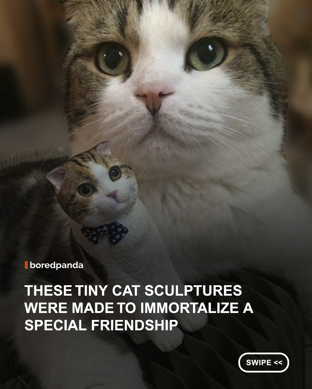 Some friendships are too special to simply be remembered, so artist Elise, known as dcat, turned them into something that could last forever. 🐱❤️

Elise creates incredibly detailed miniature cat sculptures that capture the unique appearances, expressions, and personalities of beloved feline companions. Each tiny sculpture transforms memories of their friendship into a tangible keepsake.

Despite their miniature size, the sculptures are packed with remarkable detail, making each one feel like a tiny portrait of the cats they represent. They serve as a lasting reminder of the bond they shared and the memories that made their friendship so special.

A tiny tribute to a friendship that deserved to be remembered forever. 🐾