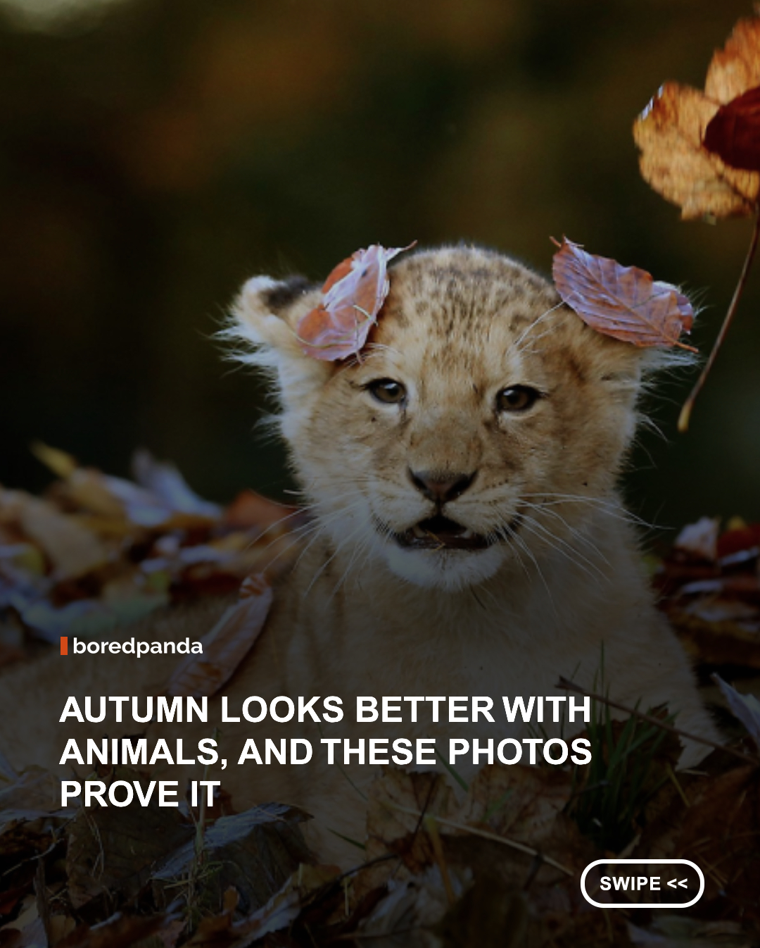Autumn is already beautiful, but add a few adorable animals to the mix and it becomes almost unfair. 🍂🐿️❤️

From fluffy pets wrapped in cozy fall vibes to wildlife surrounded by golden leaves, these photos capture animals enjoying the most photogenic season of the year. Whether they’re exploring piles of fallen leaves, posing among autumn colors, or simply looking ridiculously cute, every picture feels like a little postcard from nature.

There’s something special about the combination of warm colors, crisp autumn scenery, and animals being their wonderfully unpredictable selves. Suddenly, even an ordinary walk through the woods looks like a scene from a storybook. 🦊🍁

Scroll through these adorable autumn animal photos for a little seasonal warmth and a reminder that nature knows how to put on a show.

#AutumnAnimals #FallVibes #CuteAnimals #WildlifePhotography #AnimalLovers