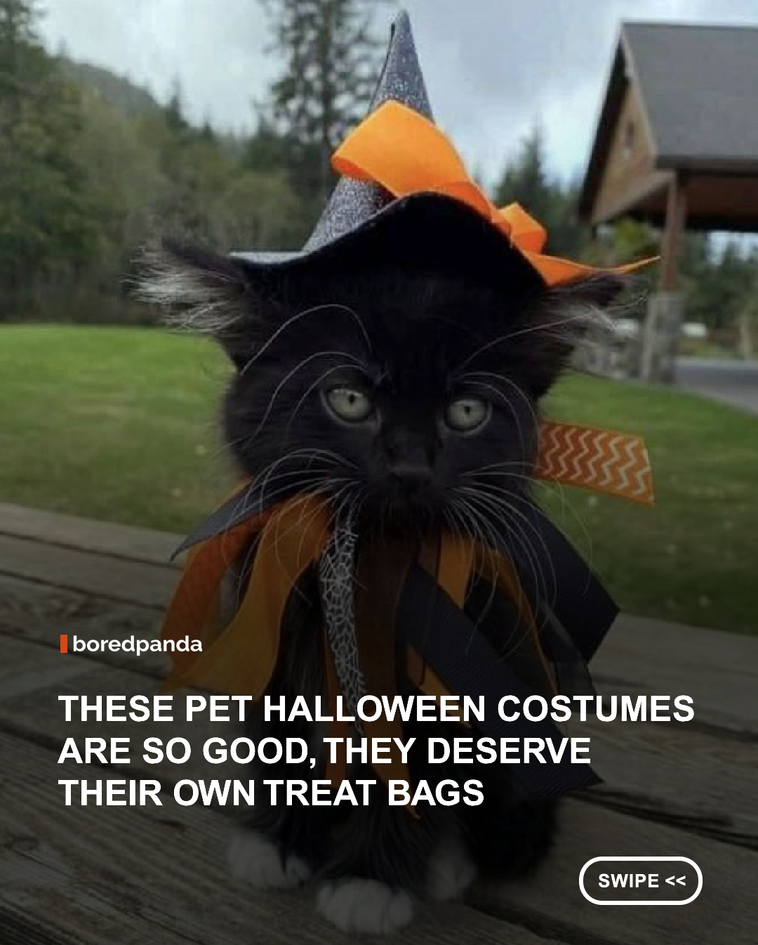 Halloween is fun, but it gets even better when pets get involved. 🎃🐶🐱

From tiny pumpkins and spooky little monsters to hilarious movie characters and ridiculously creative outfits, these pets are ready to steal the spotlight this Halloween. Some look genuinely adorable, others look deeply confused about their humans’ decisions, and a few seem ready to demand treats for the emotional damage. 😂

Whether they’re rocking tiny capes, dramatic costumes, or full-on Halloween transformations, these furry friends prove that no costume party is complete without a little animal chaos.

Scroll through these adorable and hilarious pet costumes for some Halloween inspiration. Just remember: the treats are non-negotiable. 🐾👻

#PetHalloweenCostumes #HalloweenPets #FunnyPets #CuteAnimals #DogCostumes #CatCostumes
