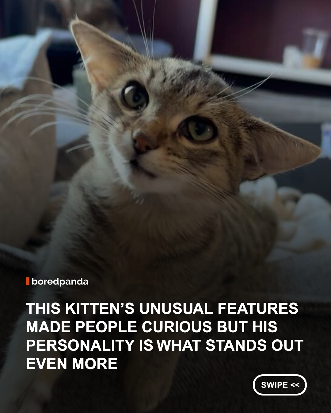 Some kittens steal your heart with their tiny paws. Others do it with one very unusual feature. 🥹🐱

Meet Herbie, an adorable rescue kitten who caught people's attention with his distinctive appearance and irresistible little face. Despite looking a bit different from other cats, Herbie's unique features only make him more special, proving that being different can be pretty darn adorable.

His story is a sweet reminder that rescue animals come in all shapes, sizes, and appearances, but they all deserve the same thing: a safe home, loving humans, and a chance to thrive. ❤️🐾

Sometimes, the quirkiest little faces end up being the most unforgettable.
📸: @herbieblinks
#HerbieTheCat #RescueKitten #RescueCat #AdoptDontShop