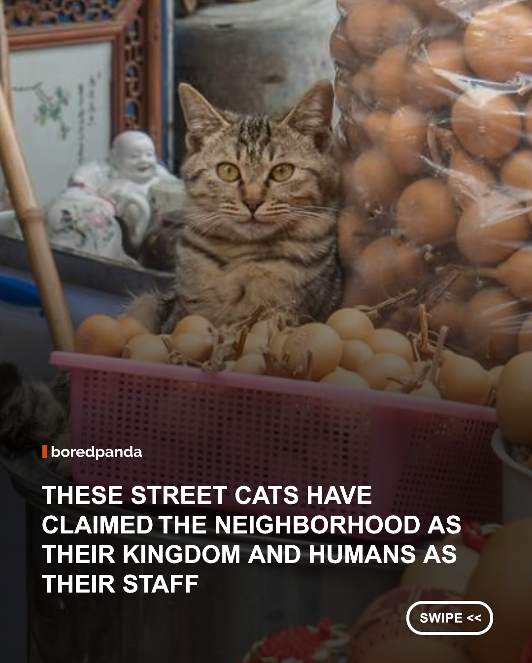 Photographer Marcel Heijnen captures street cats making themselves at home wherever they please, from shops and storefronts to random corners of the city. No invitation, no permission, no regrets. Just tiny landlords with whiskers and absolutely zero mortgage payments. 😂🏠
Instagram / @chinesewhiskers 
#StreetCats #MarcelHeijnen #CatPhotography #FunnyCats