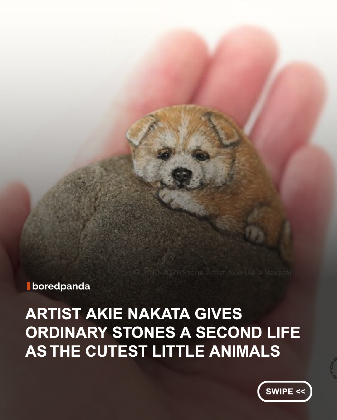 Most of us step over stones without a second glance. Akie Nakata picks them up, turns them over in her hands, and waits to see who's inside. The self-taught Japanese artist, known online as Stone Artist Akie, has been collecting stones since childhood, but her painting career began in 2011, when a pebble she spotted on a riverbank looked remarkably like a rabbit.

The process starts long before the first brushstroke. Akie gathers stones along the riverbanks of Saitama, northwest of Tokyo, and never reshapes them. The artist paints the animal that she feels is inside the stone, following its natural curves and ridges as if they were a backbone. Working only with acrylic gouache and tiny brushes, without any pens, the artist adds eyes, noses, and fur so convincingly that the finished pieces look like real animals curled up in someone's palm. They're famously hard to get, too: pieces listed for sale on her Facebook page have been known to sell out within a minute.  


Instagram: @akie_2525 

#Animals #Art #stoneart #Stones 