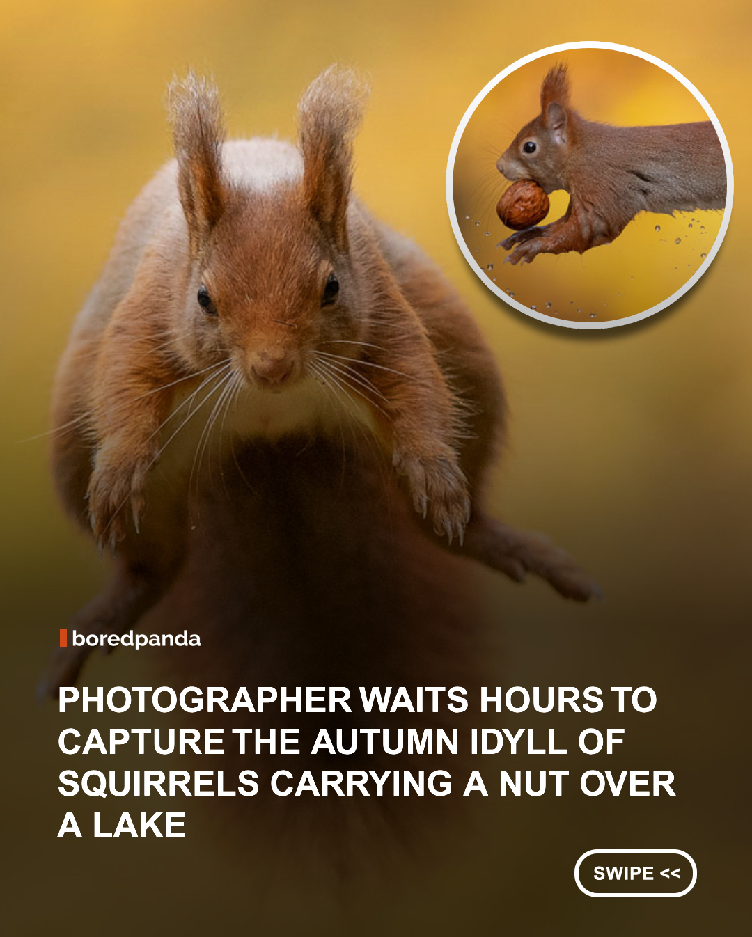 Wildlife photographer Dick van Duijn captures the enchanting world of squirrels in a collection of photographs filled with beautiful autumn colors and charming little moments. From squirrels carrying nuts near the water to their playful movements and surprisingly photogenic poses, these tiny animals become the stars of every frame.

Getting the perfect shot takes plenty of patience. Van Duijn spent hours waiting in the forest and returned over several days to capture the squirrels in the right light, with the stunning colors of autumn in the background. 🐿️🍁

The result is a delightful glimpse into the beauty of wildlife, proving that some of nature’s most magical moments happen when you’re willing to slow down and wait for them.

Honestly, these squirrels deserve their own photography contracts. They clearly know how to work the camera. 😂📷

#WildlifePhotography #Squirrels #DickVanDuijn #AnimalPhotography