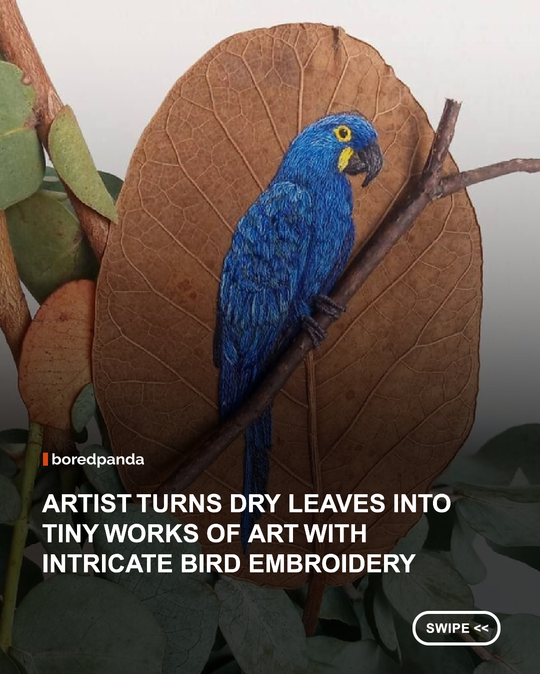 We know that there are a lot of ways to use leaves for crafts and art projects, but we've never seen anyone exploiting this plant appendage for embroidery before! 



The young Brazilian artist Laura Dalla Vecchia inherited her mother's talent for handicrafts and started an embroidery project using dry leaves. One can find various bird types portrayed on this unusual canvas for needlework. It's not an accident that the artist chose some endangered species for her project. The artworks are not just beautiful to look at, they are also used as a means to raise awareness. Which one is your favorite?



 Instagram: @levezaart 



#Art #Embrodiery #Leaves #Nature