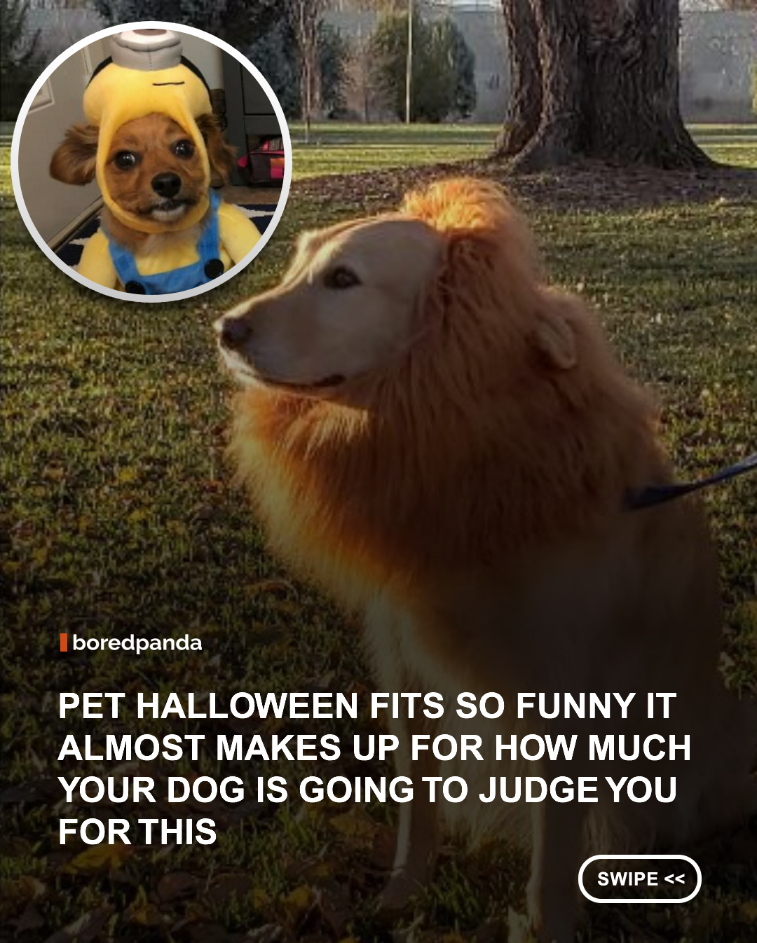 The pet costume is the real highlight of Halloween. Not the candy, not the decorations, not even the costume you spent three weeks planning. The moment someone walks through the door with a dog dressed as a hot dog or a cat stuffed into a tiny shark suit, the entire party stops and every phone comes out simultaneously.