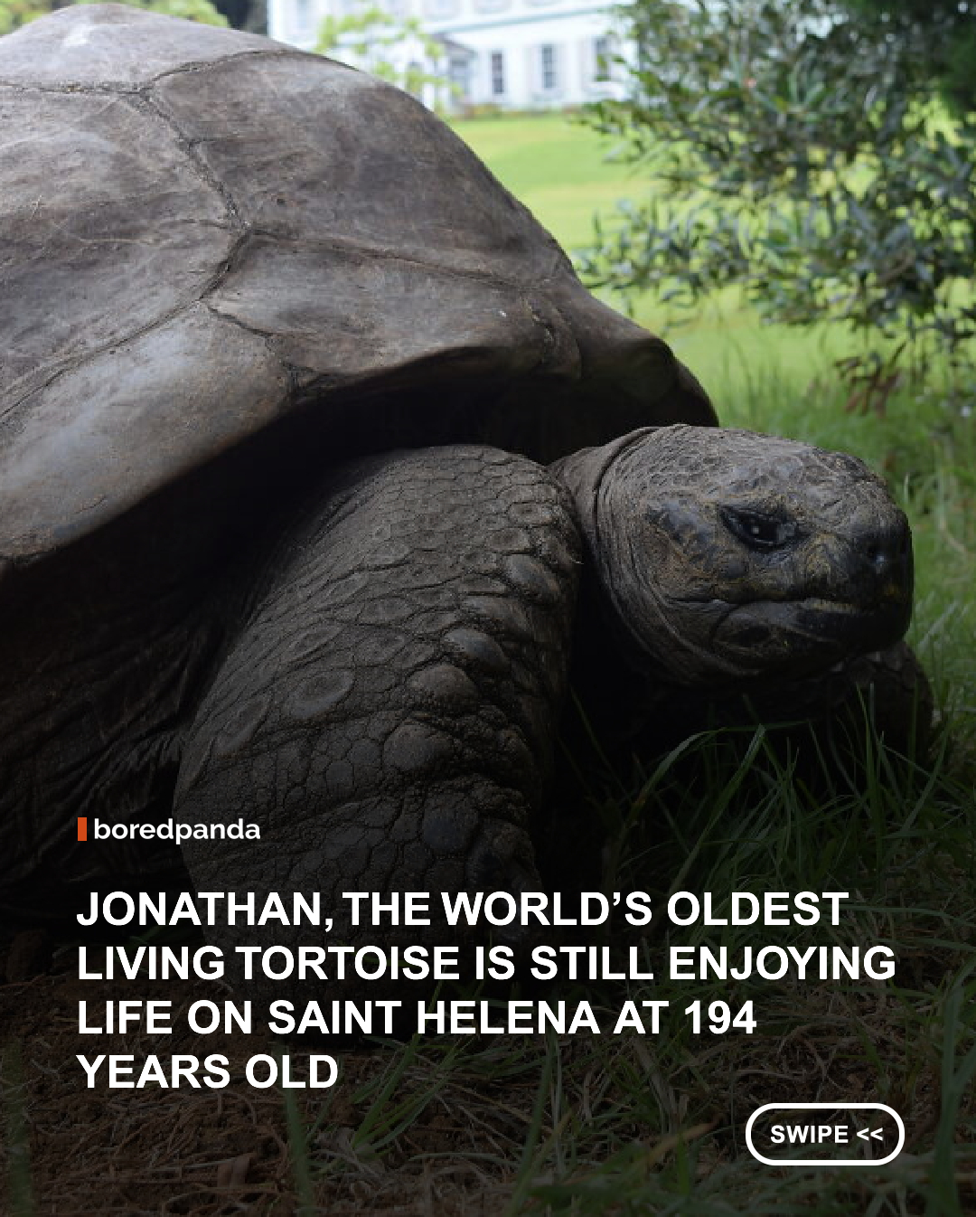 Meet Jonathan, the tortoise who has been alive for nearly two centuries and has witnessed more history than most of us could imagine. 🐢🤯

Believed to have hatched around 1832, Jonathan is recognized as the world's oldest known living land animal. He arrived on the remote island of St. Helena in 1882, and he's still living there today, making him a living link to a world that existed long before cars, airplanes, or the internet.

Scientists are fascinated by his extraordinary longevity, and his life offers a rare opportunity to learn more about how some animals age so slowly. While humans spend decades worrying about getting older, Jonathan seems to have mastered the art of taking life one very slow step at a time. 😭

Imagine being old enough to have lived through nearly two centuries of human history and still having absolutely nowhere urgent to be. 🐢💚
 Via // @st.helena.tourism
#JonathanTheTortoise #Wildlife #AnimalFacts #Tortoise #Longevity #Nature