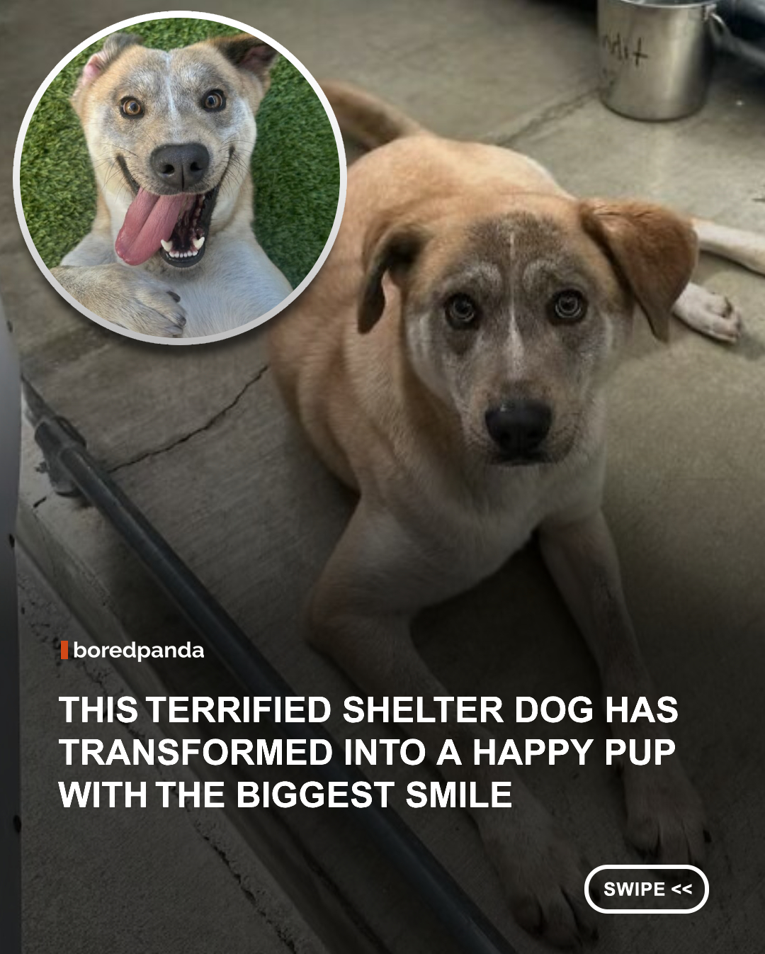 When Bandit was first seen at an overcrowded animal shelter, he was frightened, shy, and unsure of the world around him. But Carissa saw something special in him and decided to give him the second chance he deserved.
With months of patience, reassurance, and plenty of love, Bandit slowly came out of his shell. Today, the once-terrified pup has transformed into a happy, playful dog with the biggest smile, enjoying everything from car rides and playtime to cozy naps in his forever home. ❤️
His transformation is a beautiful reminder that rescue dogs don't just need a home. They need time to feel safe, people who believe in them, and a chance to discover what being loved really feels like.
Just look at that smile. Sometimes, the happiest endings begin with a second chance. 🐕✨

IG: @heybanditt
#DogRescue #RescueDog #AdoptDontShop #DogTransformation
