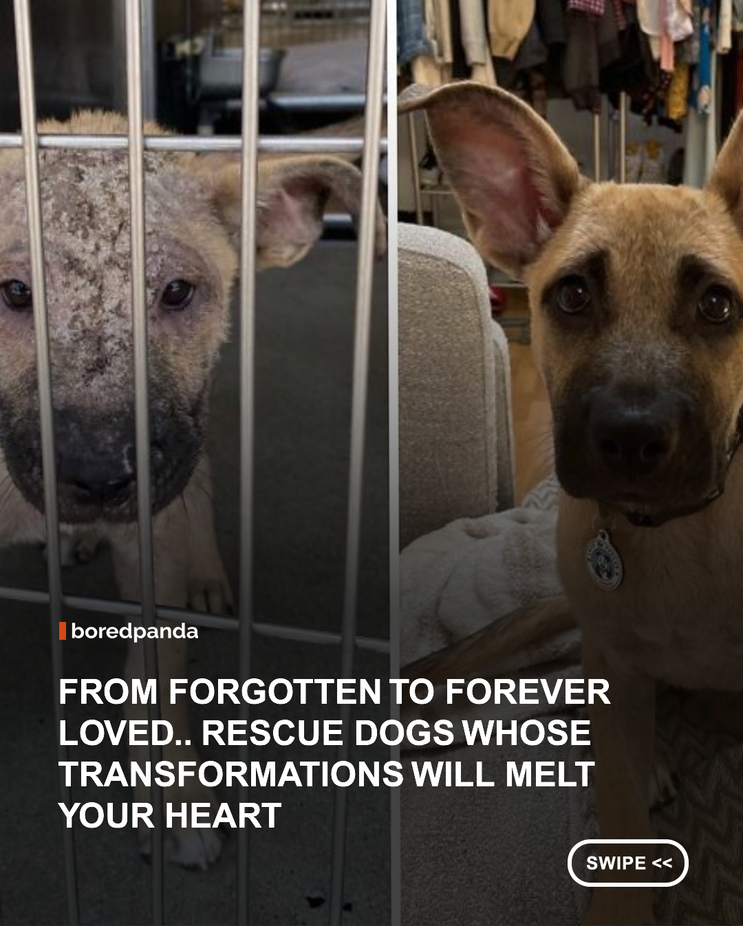 The before-and-after photos are both heartbreaking and deeply inspiring. In the “before” images, many of these dogs look frightened, malnourished, sick, or injured. Some were found chained, abandoned, or left without proper medical care. But once they are rescued, everything begins to change. The “after” photos reveal bright eyes, healthy coats, relaxed postures, and sometimes the very first genuine smiles these dogs have ever shown. They are no longer just surviving. They are truly living. 
#Animals #AdoptDontshop #Dogs #Adoption 

Via: @loveleorescue