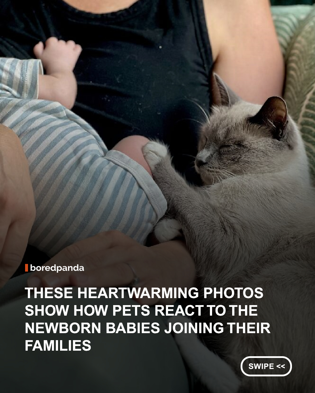 Having a baby is a big change for the whole family, including the pets. Some cats and dogs seem to take their new roles very seriously, staying close to the little ones and finding the funniest ways to be part of their lives. #Animals #cute #pets #wholesome
