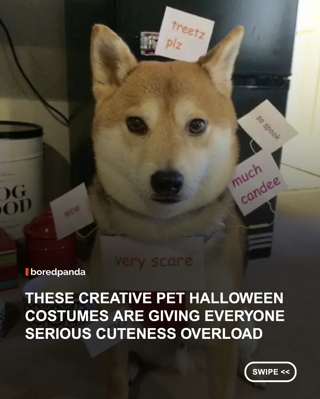 Some of these looks are so creative, you'll wish your pet had an entire Halloween wardrobe. Others are simply too precious to handle, even if the little models wearing them look less than impressed with their humans' fashion choices. 👻🐶🐱
#Halloween #PetCostumes #CutePets #FunnyAnimals #HalloweenCostumes #DogsOfInstagram #CatsOfInstagram