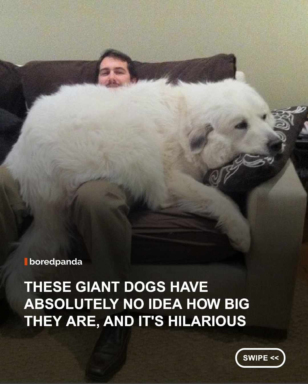 Some dogs are small enough to fit in your arms. Others take up the entire couch and still insist they're tiny lap dogs. 😂🐾
These giant dogs are absolute units, and the funniest part is that many of them seem completely unaware of their own size. From fluffy giants who look like actual bears to oversized cuddle bugs squeezing themselves onto their humans, these photos capture the hilarious reality of living with a dog who takes up approximately 90% of your personal space. 🐻❤️
#GiantDogs #BigDogs #FunnyDogs #DogLovers #CuteDogs #DogLife #AnimalLovers