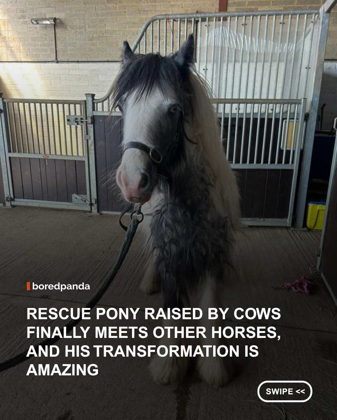 Growing up surrounded by cows, little Bowie never really got the chance to learn what it meant to be a horse. But after being rescued, this neglected pony finally got the care, friendship, and second chance he deserved. 🥹🐮

Bowie was less than a year old when he was discovered living in a field full of cattle in the UK, with no other horses around. When he arrived at the Blue Cross rehoming center in Burford, he was frightened, undernourished, and covered in painfully matted fur.

With plenty of patience, proper care, and help from a new horse friend named Rocky, Bowie gradually learned how to interact with other horses and became more confident. He later bonded with another rescued pony, Merlin, and the two became so inseparable that the rescue team decided they should find a home together.

Today, Bowie and Merlin have been adopted as a pair and are enjoying the happy life they always deserved. From a frightened little pony who grew up among cows to a confident horse with a best friend, Bowie's transformation is simply heartwarming. 🐴❤️

#RescueStory #RescuePony #AnimalRescue #BlueCross #HorseLovers